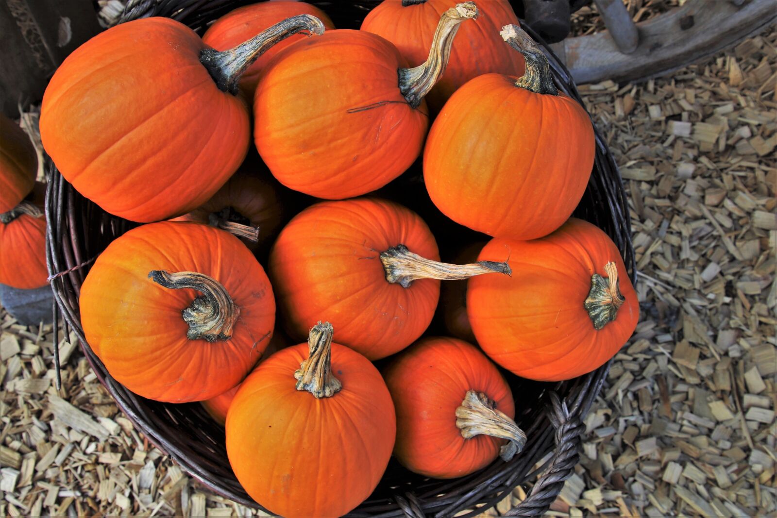 Canon EOS 80D sample photo. Pumpkins, orange, halloween photography