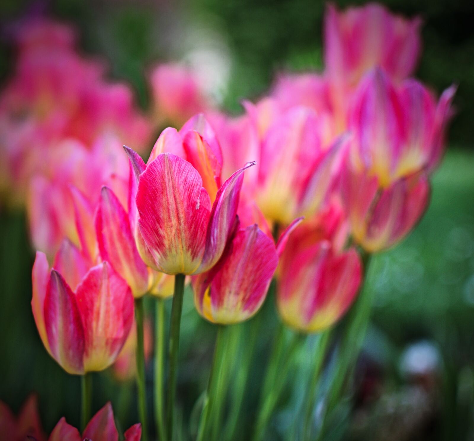 Nikon D5100 sample photo. Spring, flowers, tulip photography