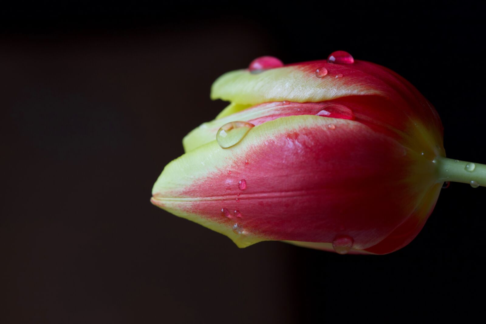 Canon EOS 6D Mark II sample photo. Flower, tulip, pink photography