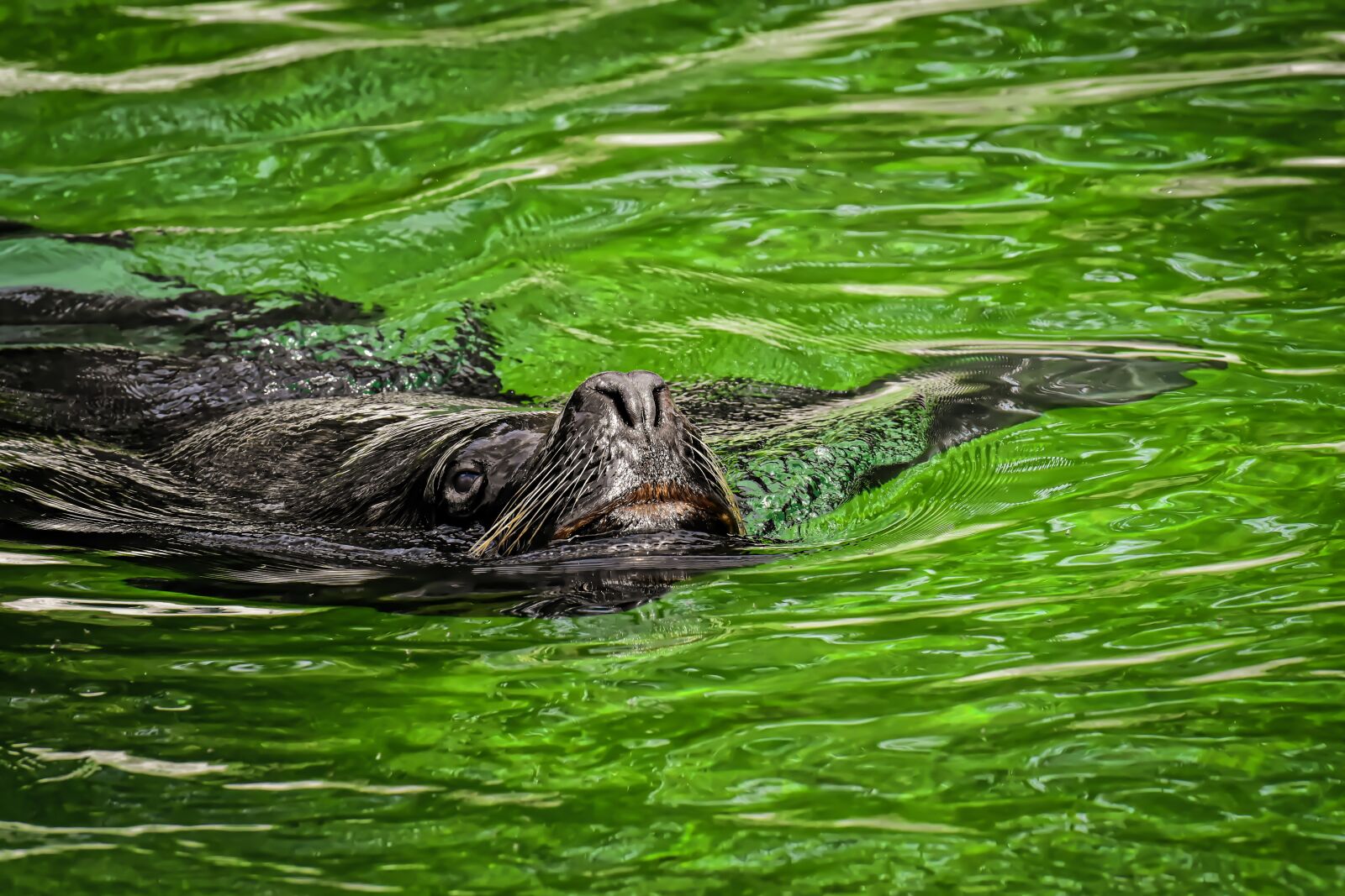 Nikon D7200 sample photo. Seal, sea lion, water photography