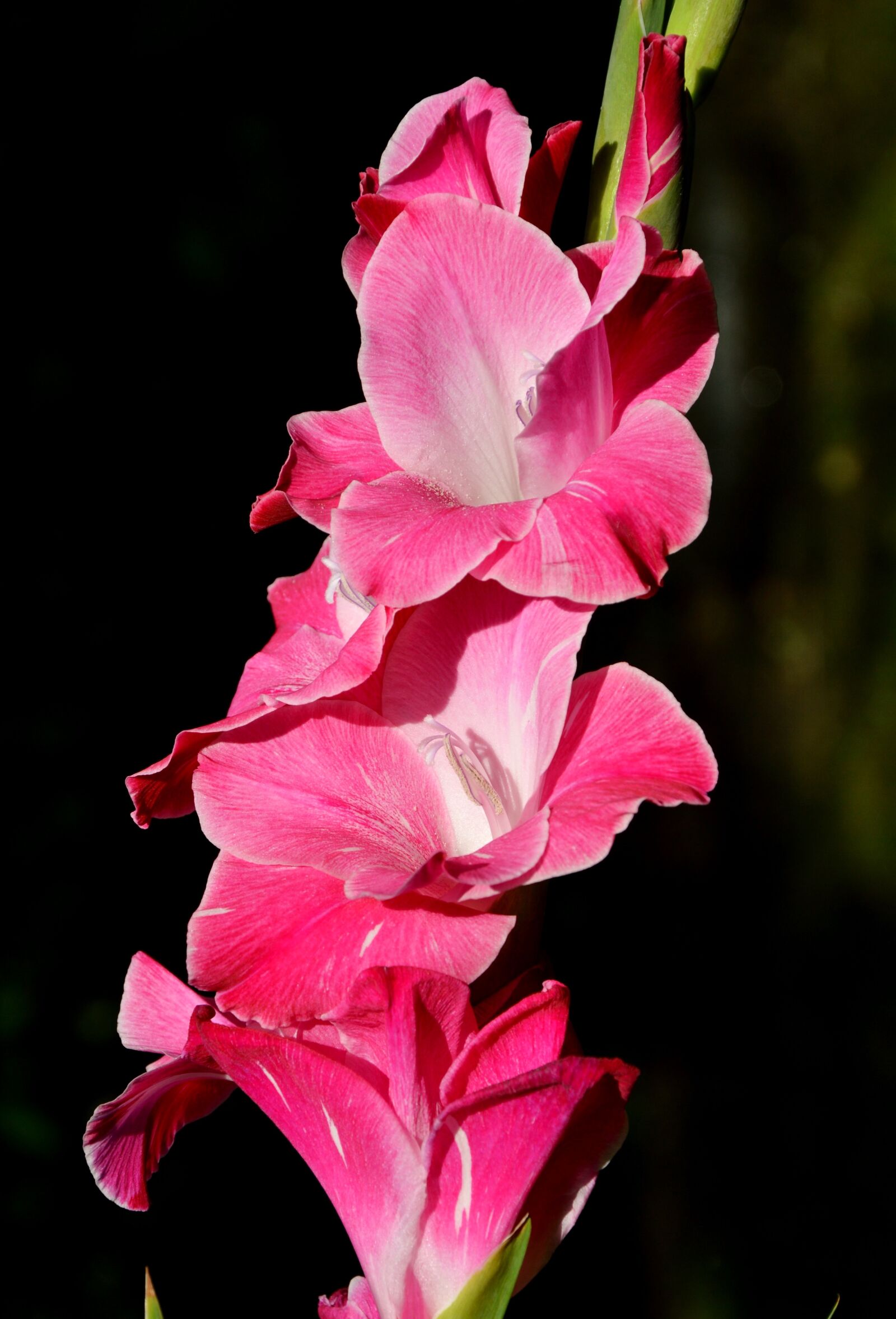 Nikon D3200 sample photo. Gladiolus, gladidus, butterfly greenhouse photography