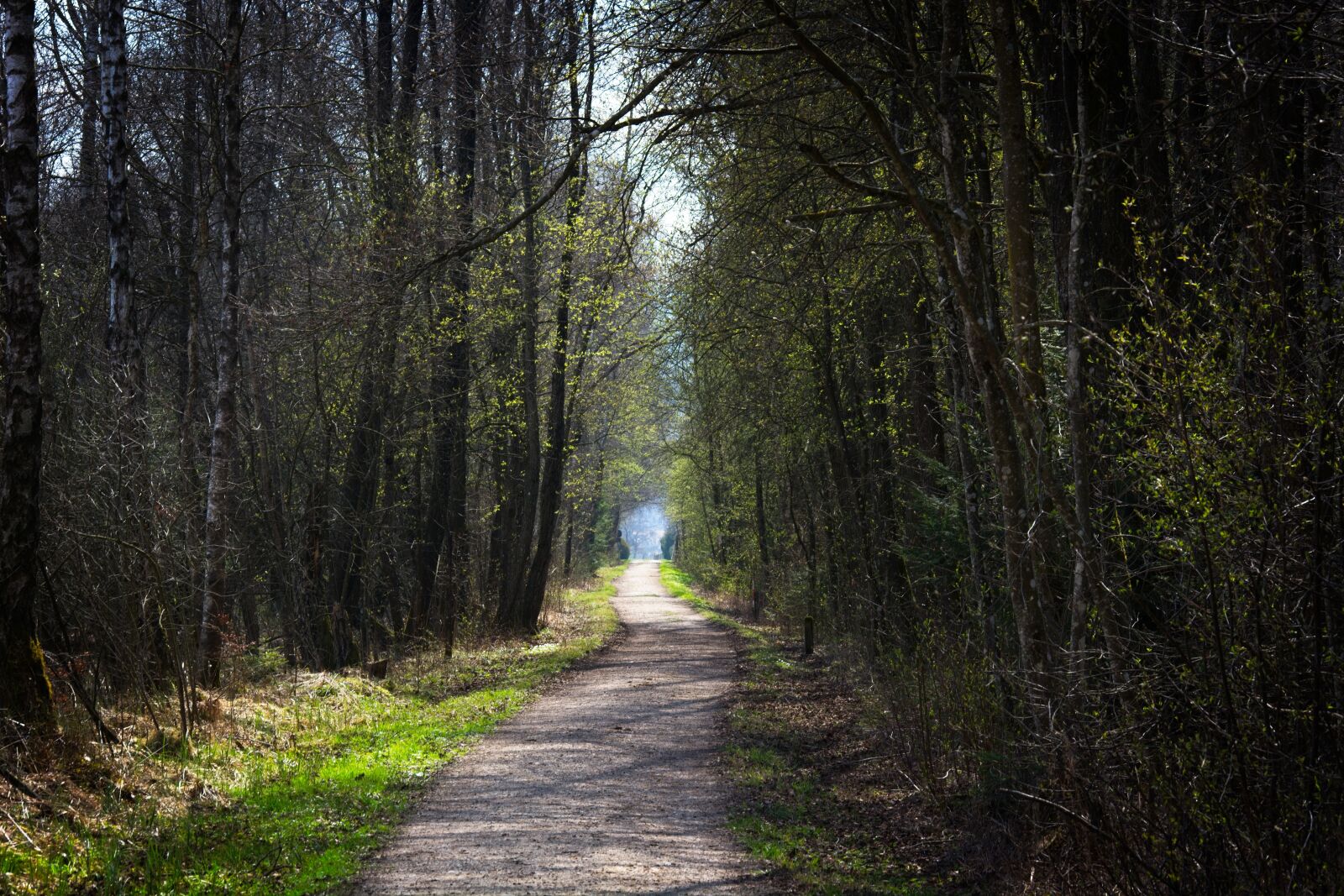 55.0-200.0mm f/4.0-f/5.6 sample photo. Forest, nature, away photography