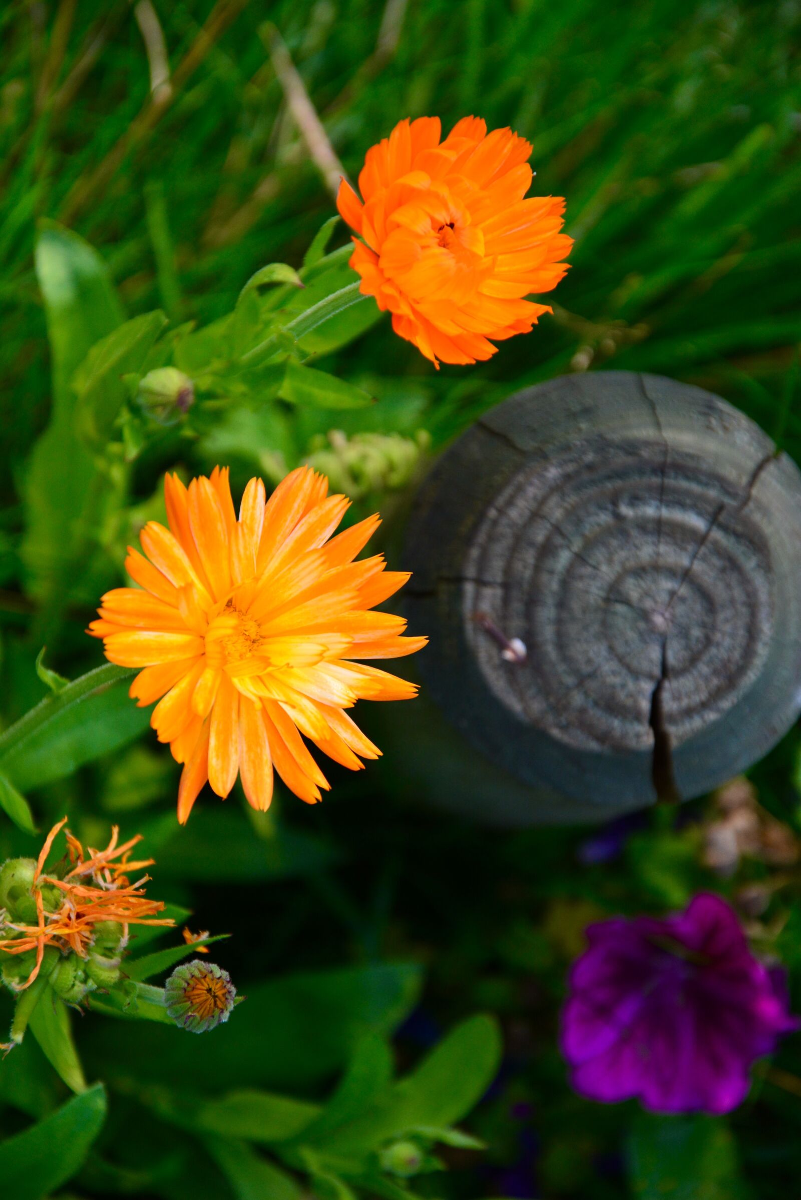 Nikon D5200 sample photo. Pot marigold, flowers, petals photography
