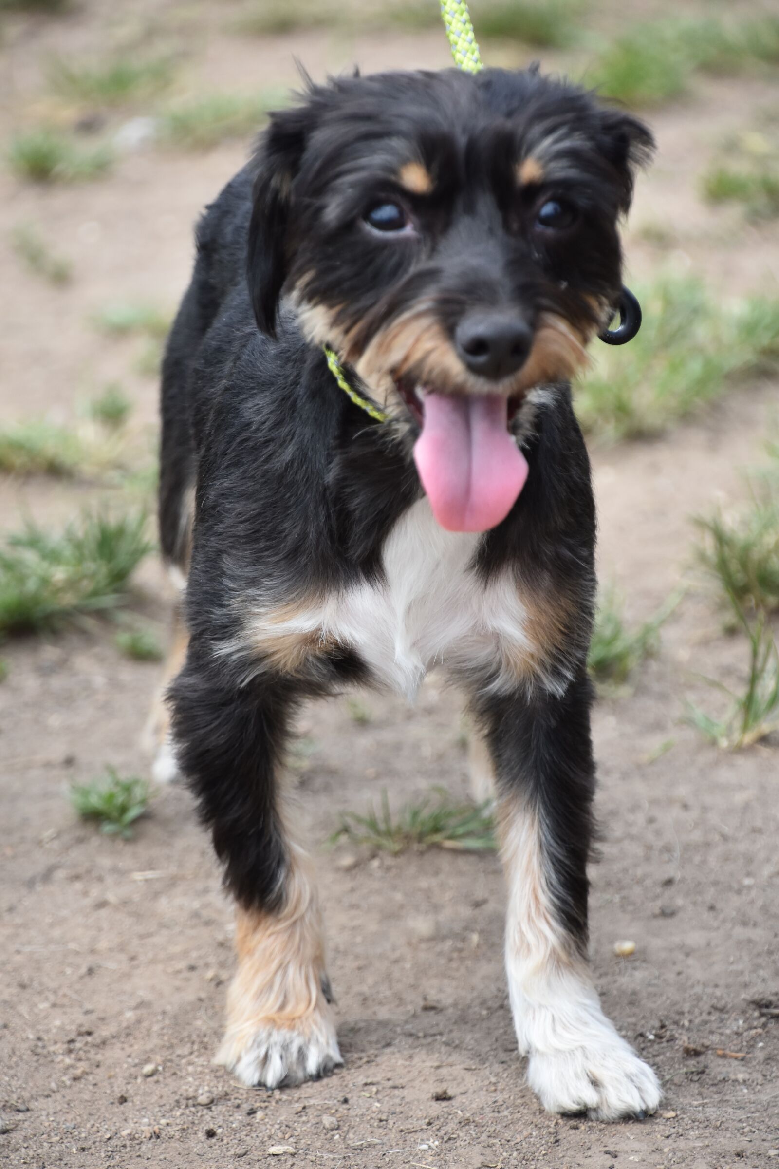 Nikon D7200 sample photo. Dog, puppy, pet photography