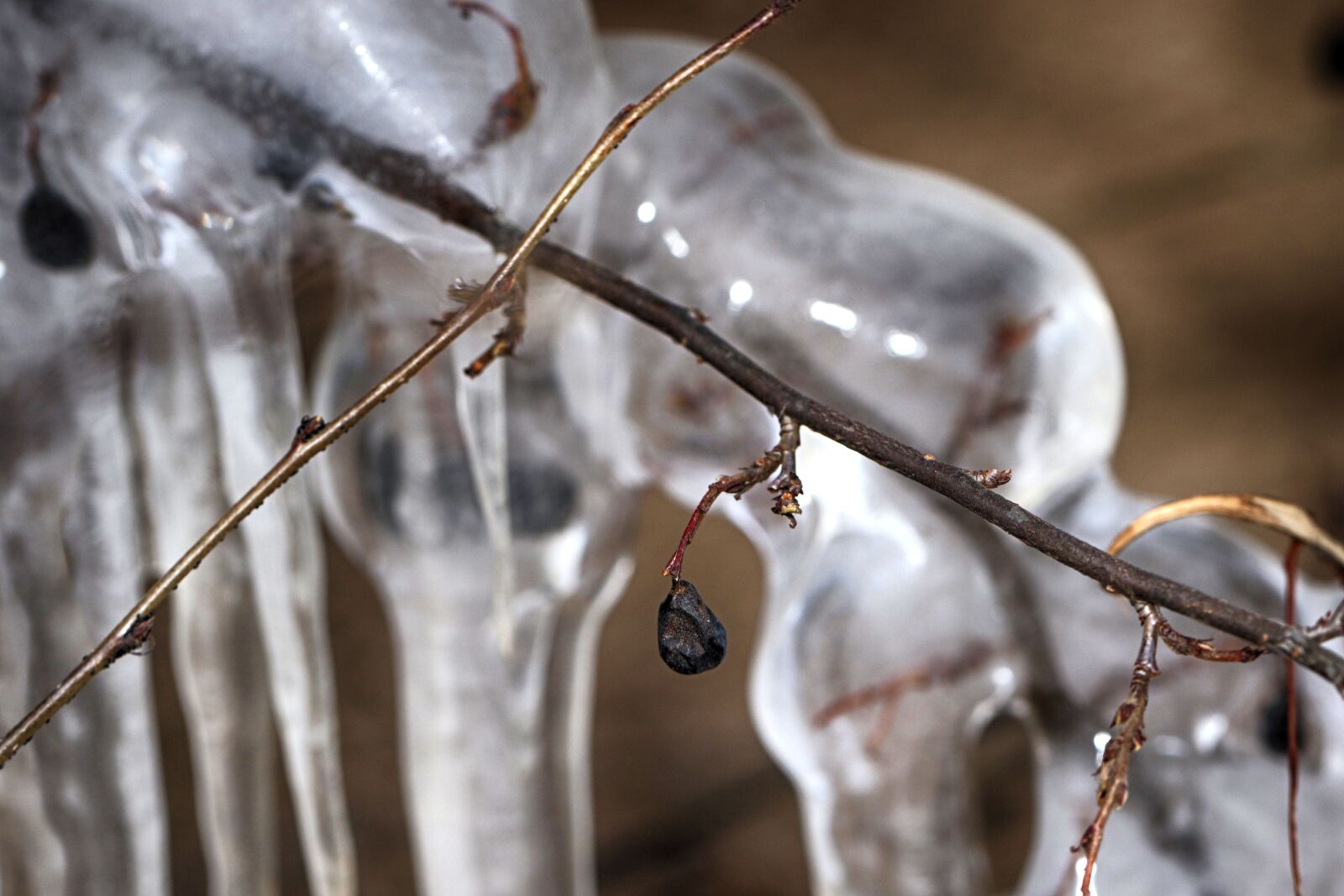 Canon EOS 7D Mark II sample photo. Icicle, berry, closeup photography