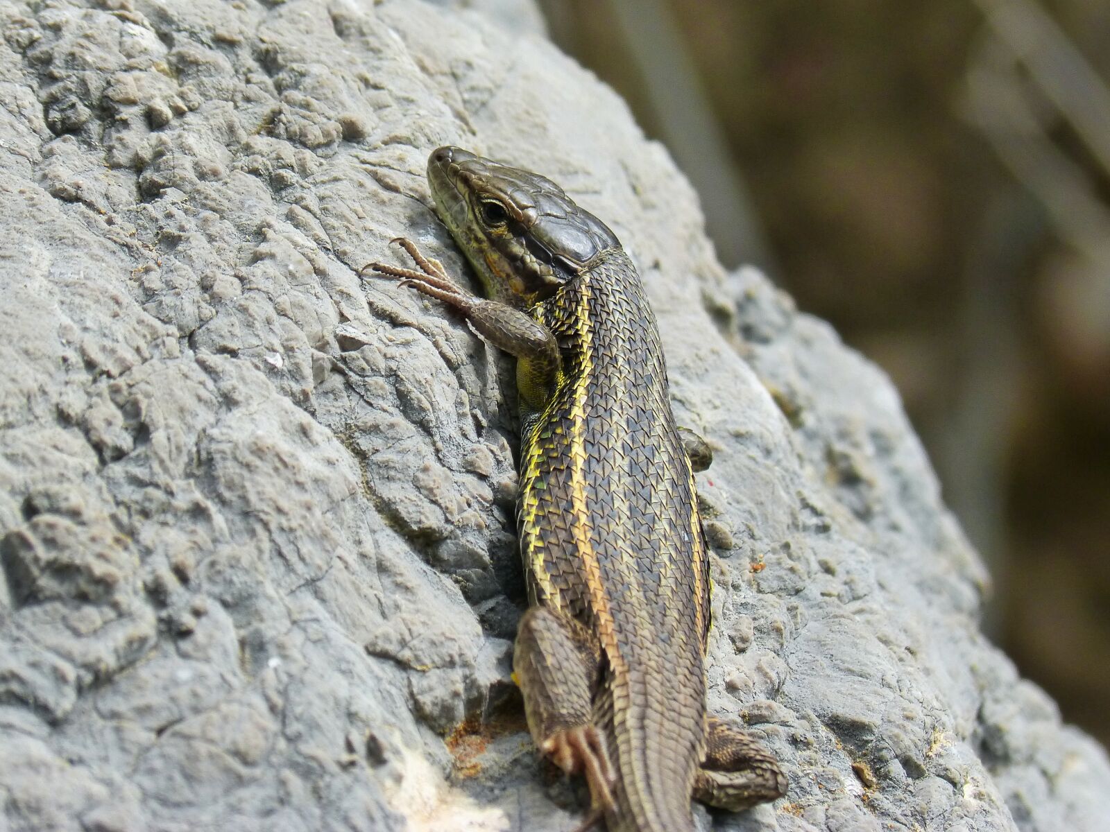 Panasonic DMC-FZ62 sample photo. Lizard, sargantana, scales photography