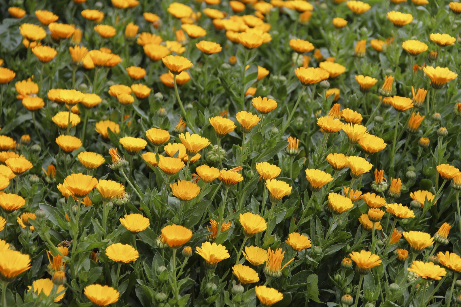 Canon EOS 650D (EOS Rebel T4i / EOS Kiss X6i) + Canon EF-S 18-135mm F3.5-5.6 IS sample photo. Glade, flowers, nature photography