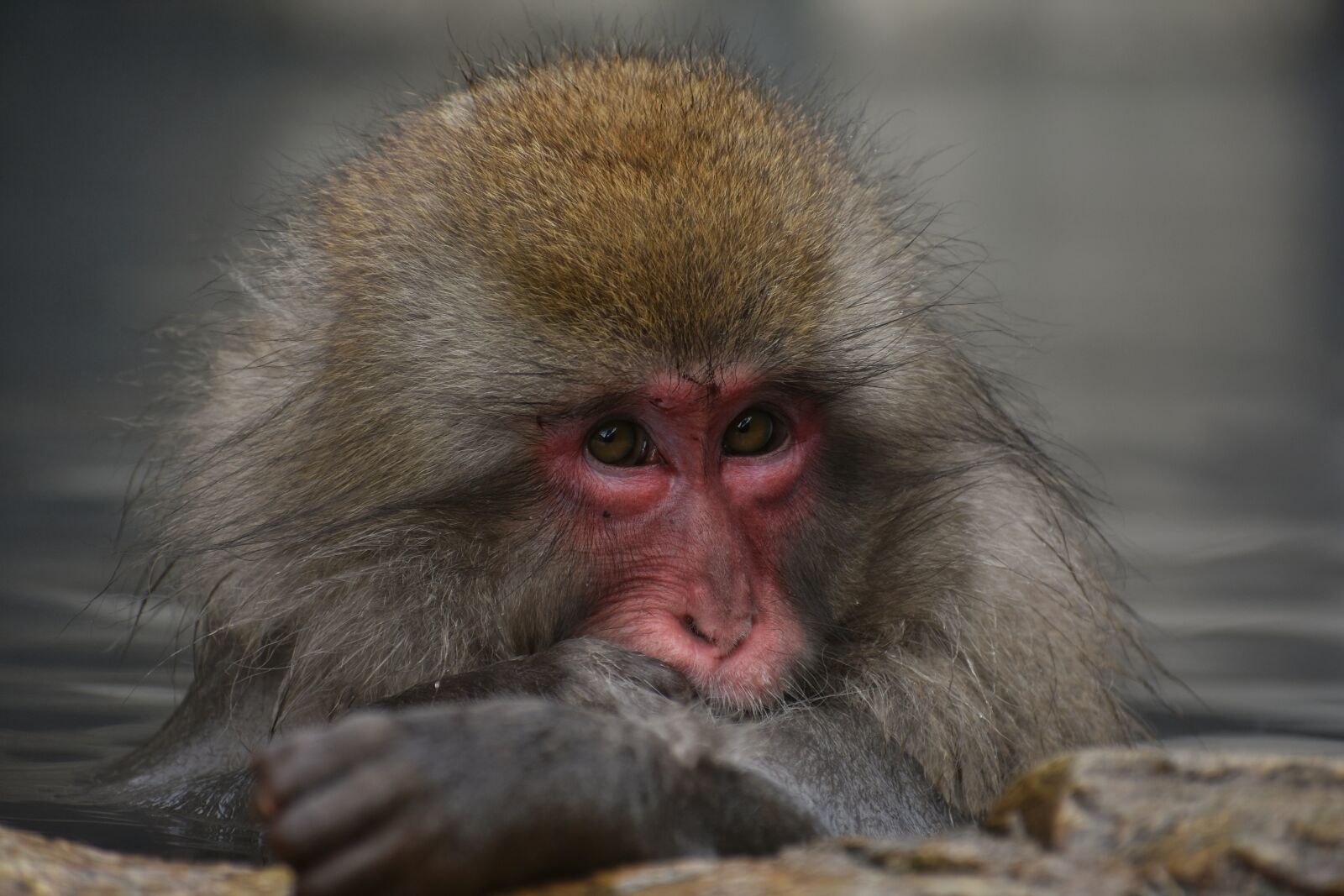 Nikon D7200 sample photo. Animal, monkey, baby japanese photography