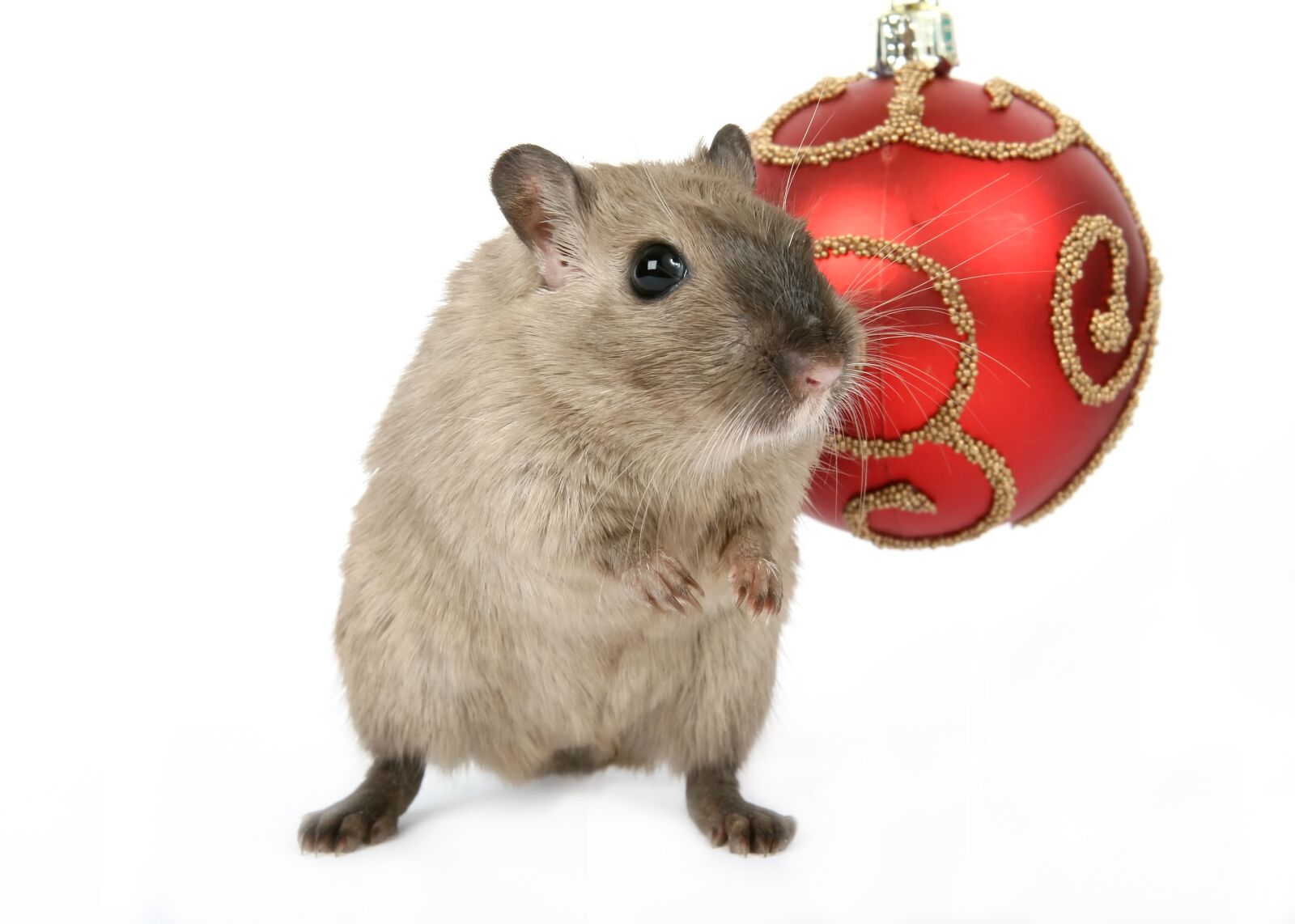 Canon EOS 30D sample photo. Animal, celebration, christmas photography