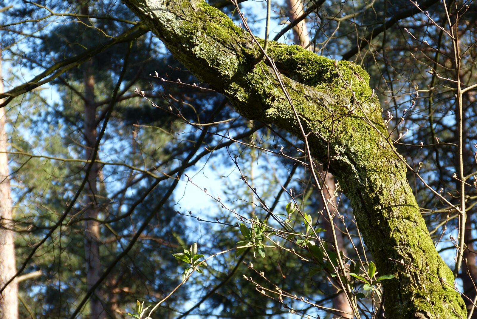 Panasonic Lumix DMC-FZ150 sample photo. Forest, trees, nature photography