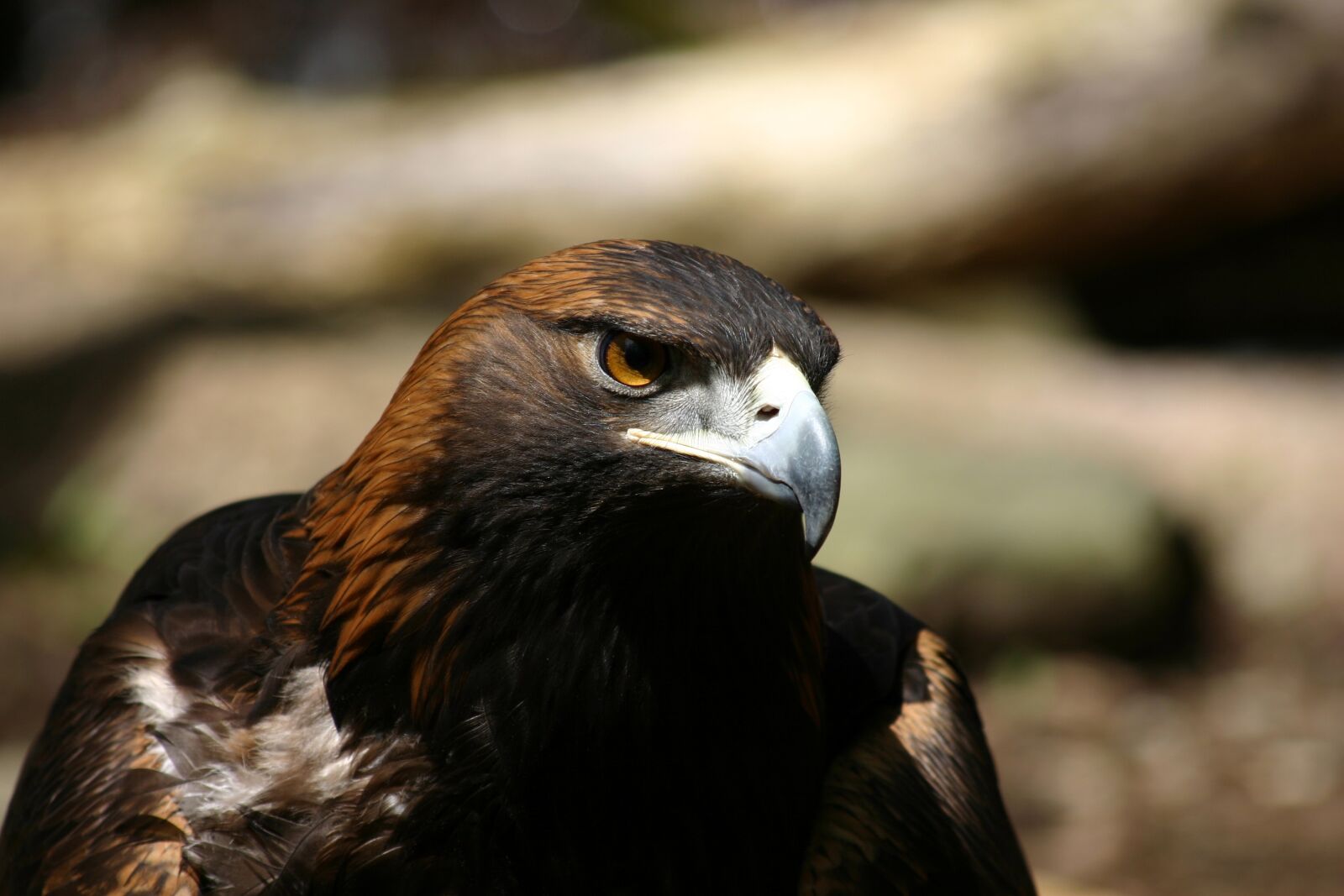 Canon EOS 300D (EOS Digital Rebel / EOS Kiss Digital) sample photo. Eagle, golden eagle, raptor photography