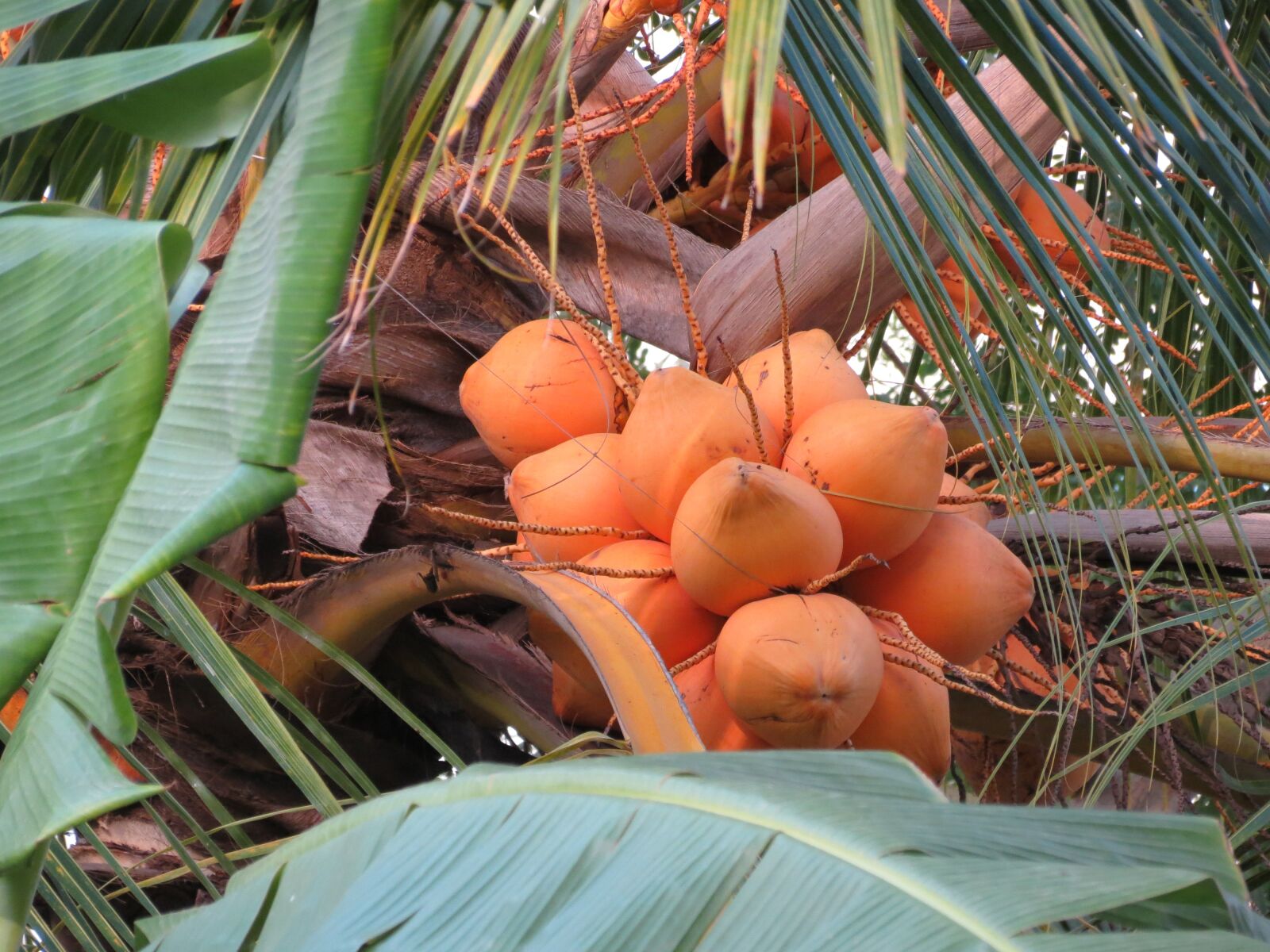 Canon PowerShot SX40 HS sample photo. Coconut, coconut tree, nature photography
