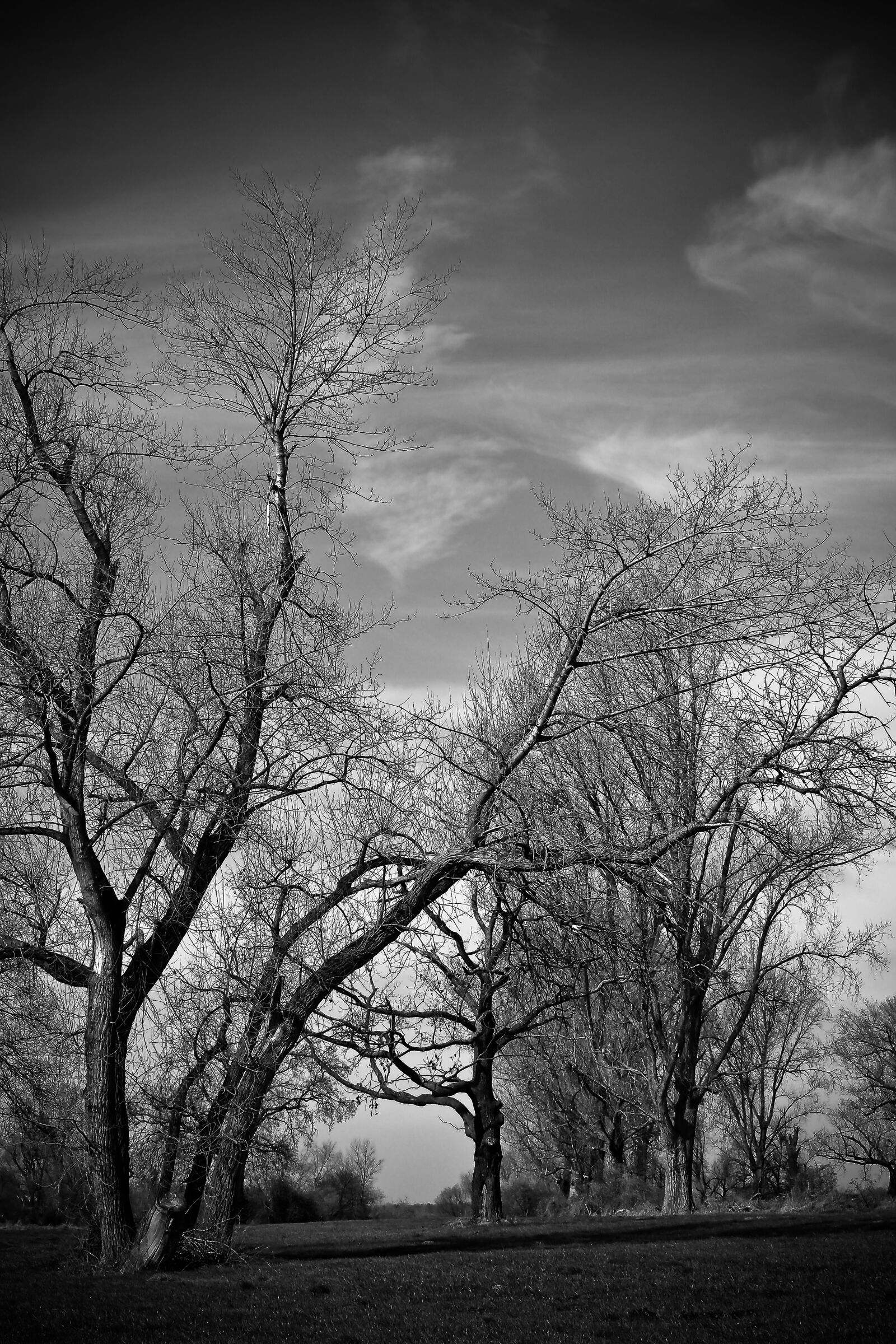 Olympus OM-D E-M10 sample photo. Landscape, meadowlands, trees photography