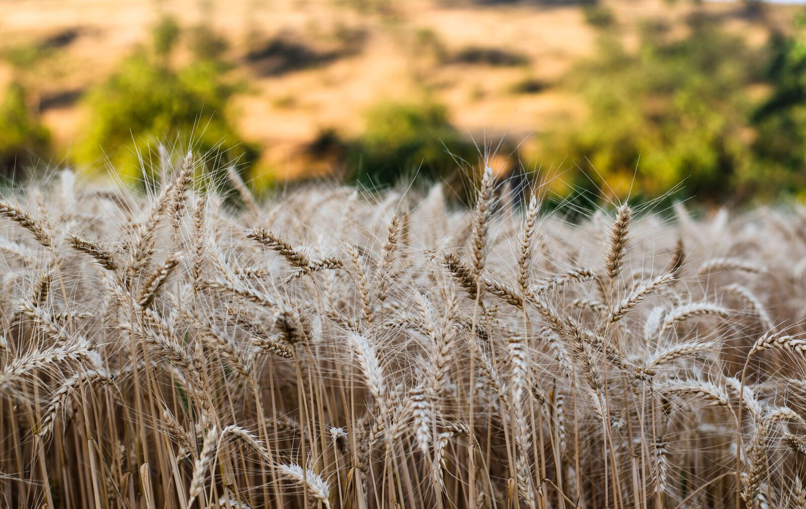 Nikon D5600 sample photo. Grain, field, background photography