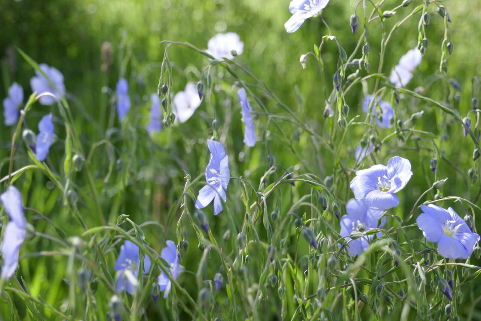 Panasonic DMC-TZ101 sample photo. Meadow, summer, green photography
