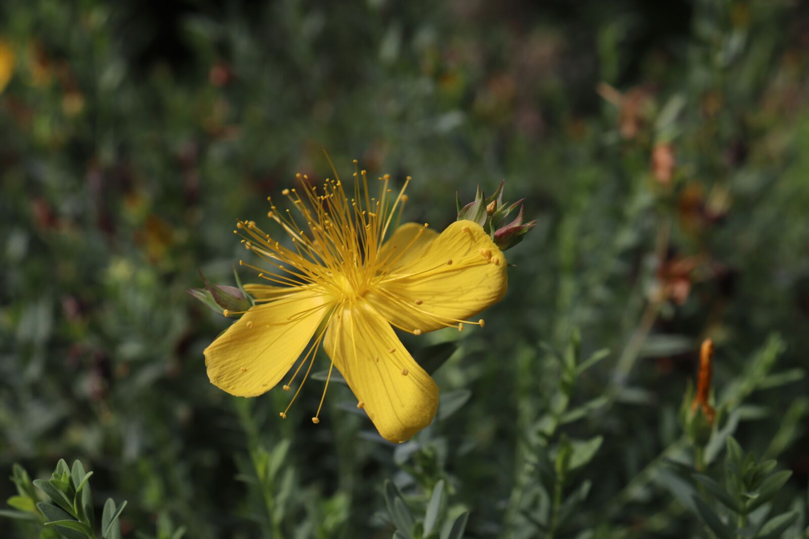 Canon EOS 800D (EOS Rebel T7i / EOS Kiss X9i) sample photo. St john's wort, flowers photography