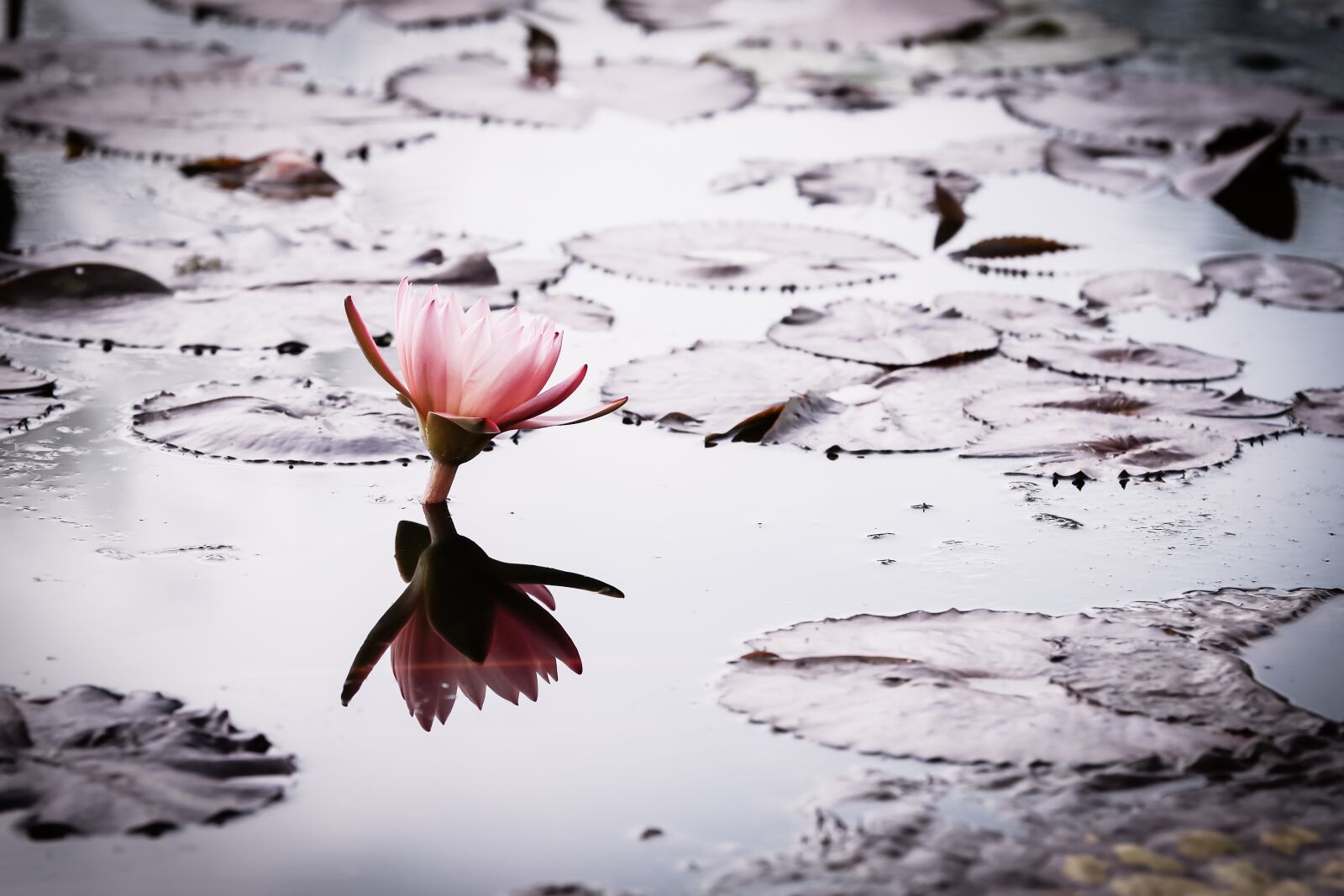Canon EOS 7D Mark II sample photo. Lotus, nature, pond photography