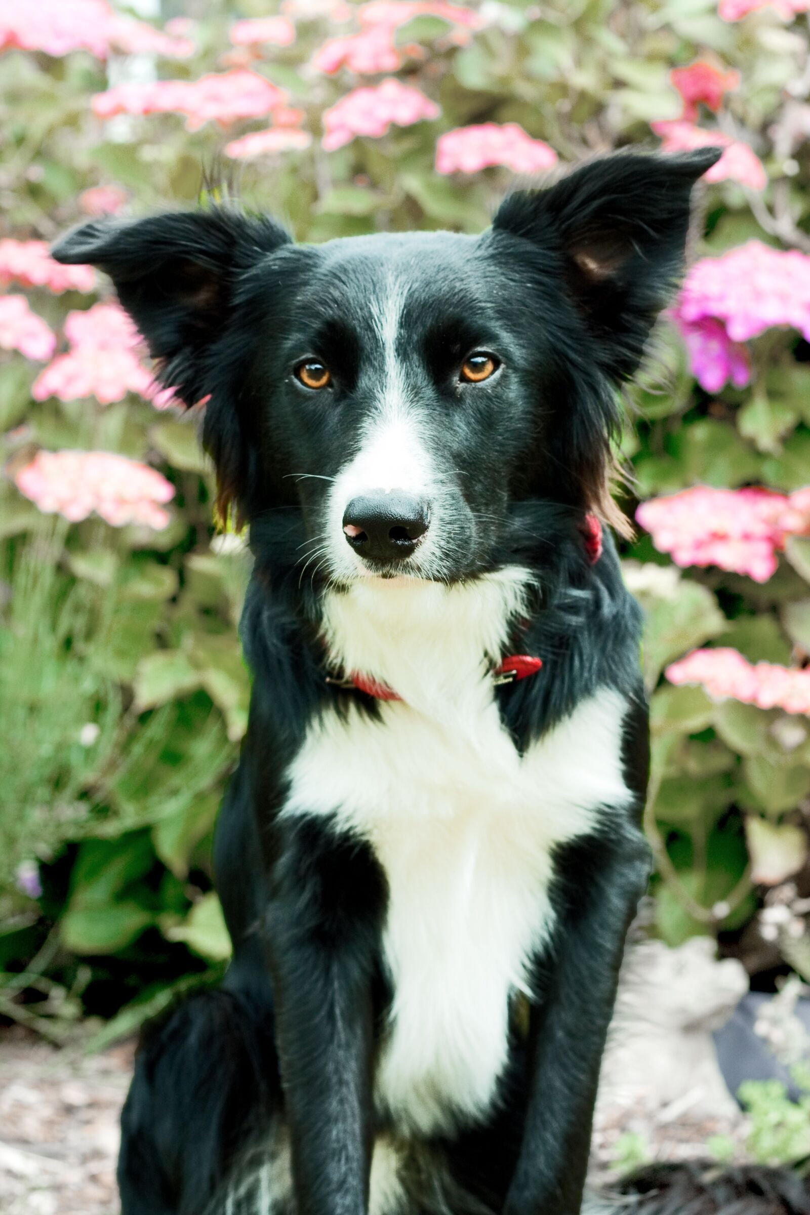 Canon EOS 40D sample photo. Border collie, collie, dog photography