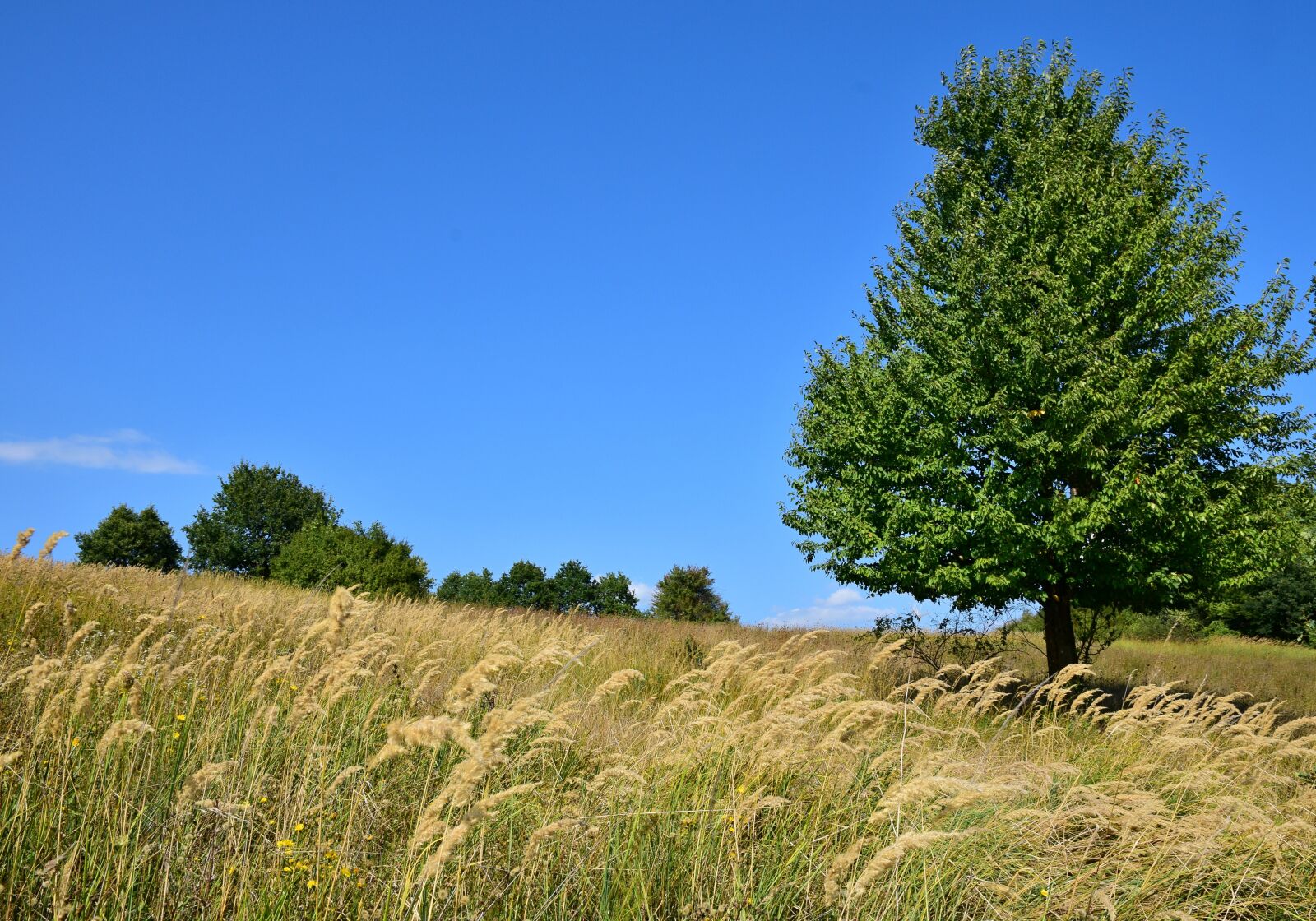 Nikon D5300 sample photo. Tree, nature, meadow photography
