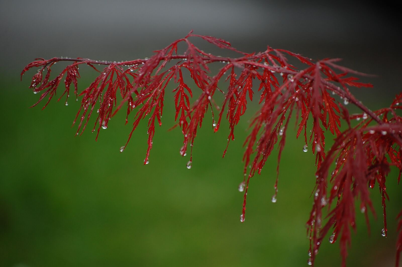 Nikon D40 sample photo. Japanese maple, garden, tree photography