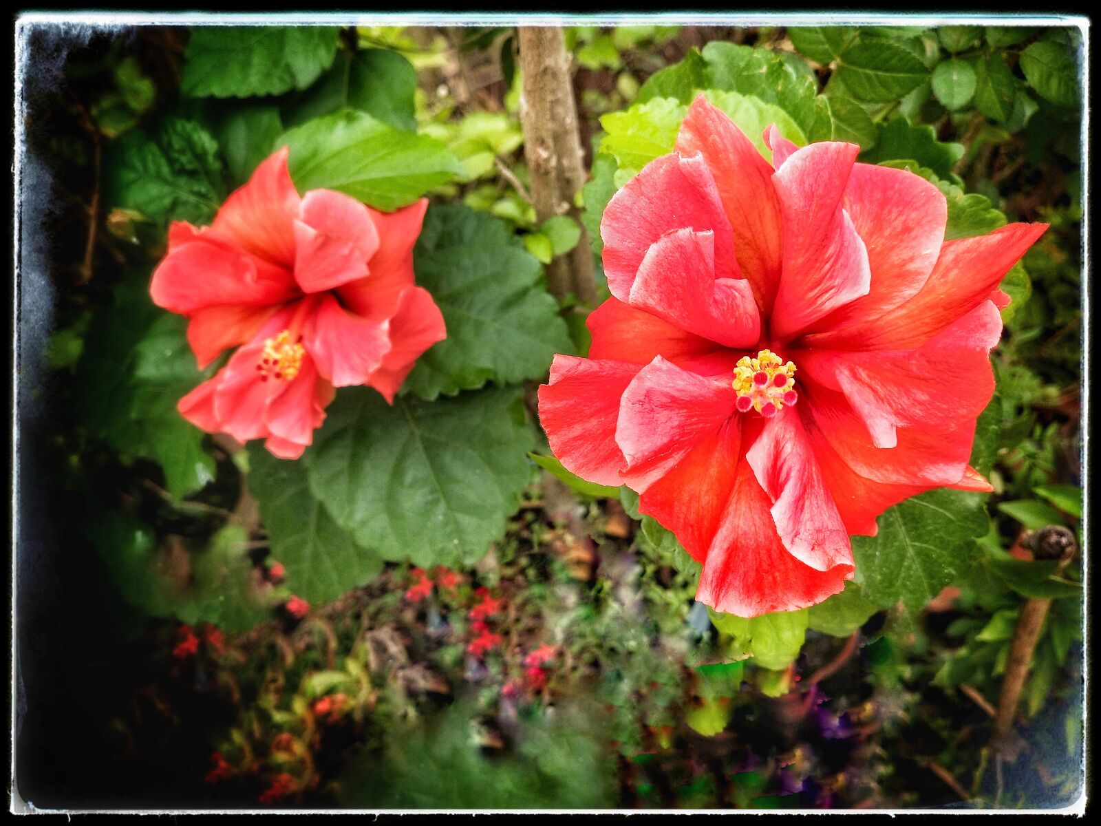 OPPO Realme 2 Pro sample photo. Hibiscus, rosa-sinensis, flower photography