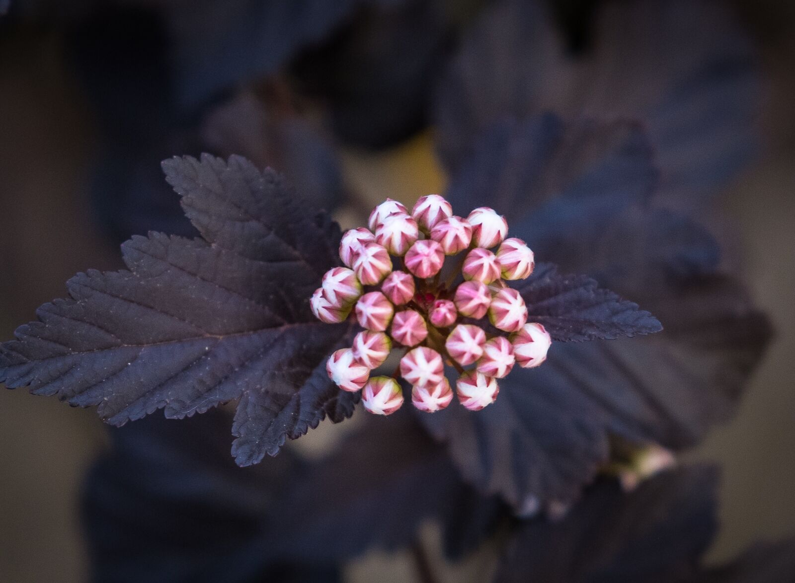Fujifilm X-T2 sample photo. Flower, blossom, bloom photography