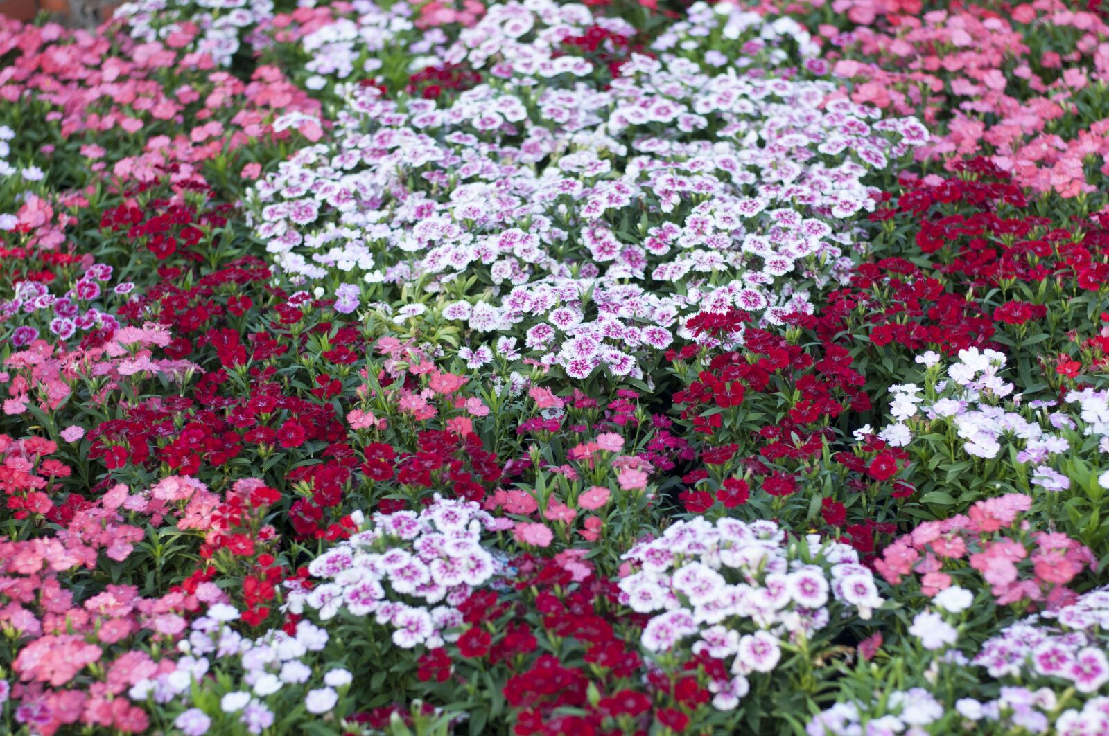 Nikon D300 sample photo. Flower, flora, garden photography