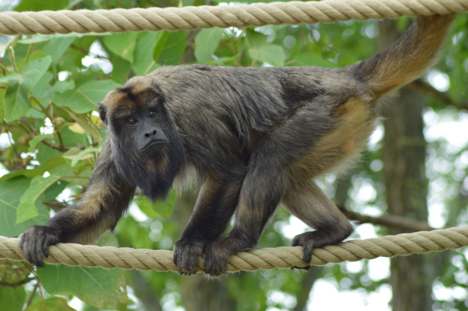 Nikon D3200 sample photo. Monkey, rope, balance photography