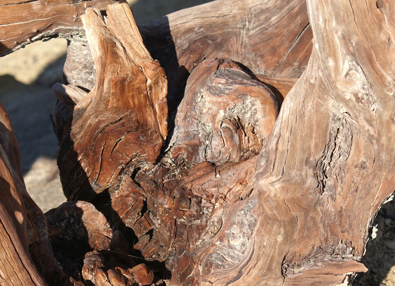 KONICA MINOLTA DYNAX 7D sample photo. Root, wood, old photography