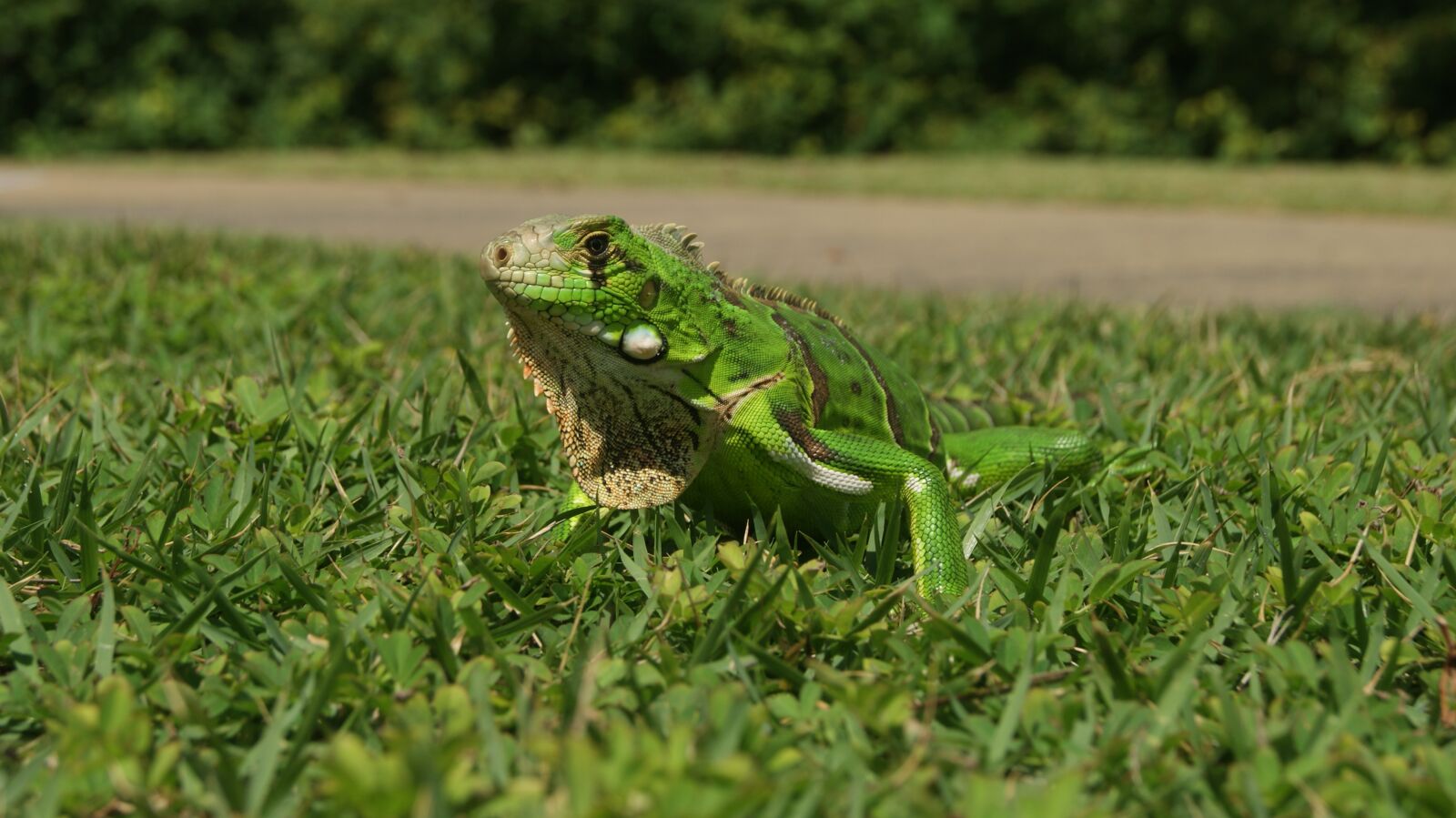 Sony Alpha DSLR-A230 sample photo. Chameleon, animal, nature photography