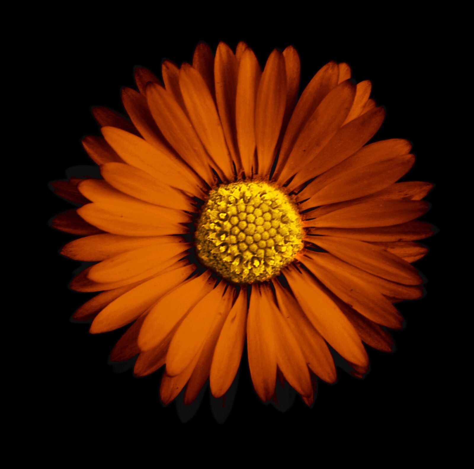 Nikon D3100 sample photo. Flower, daisy, yellow daisy photography