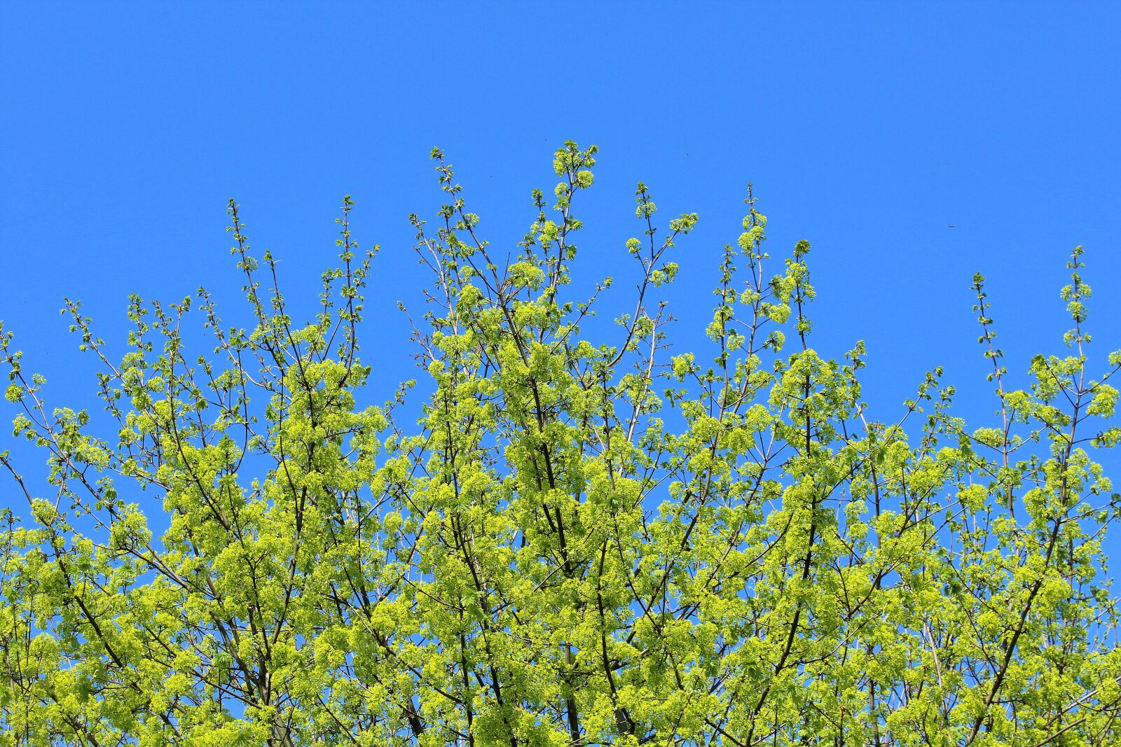 Canon EOS 1200D (EOS Rebel T5 / EOS Kiss X70 / EOS Hi) sample photo. Spring, green, tree photography