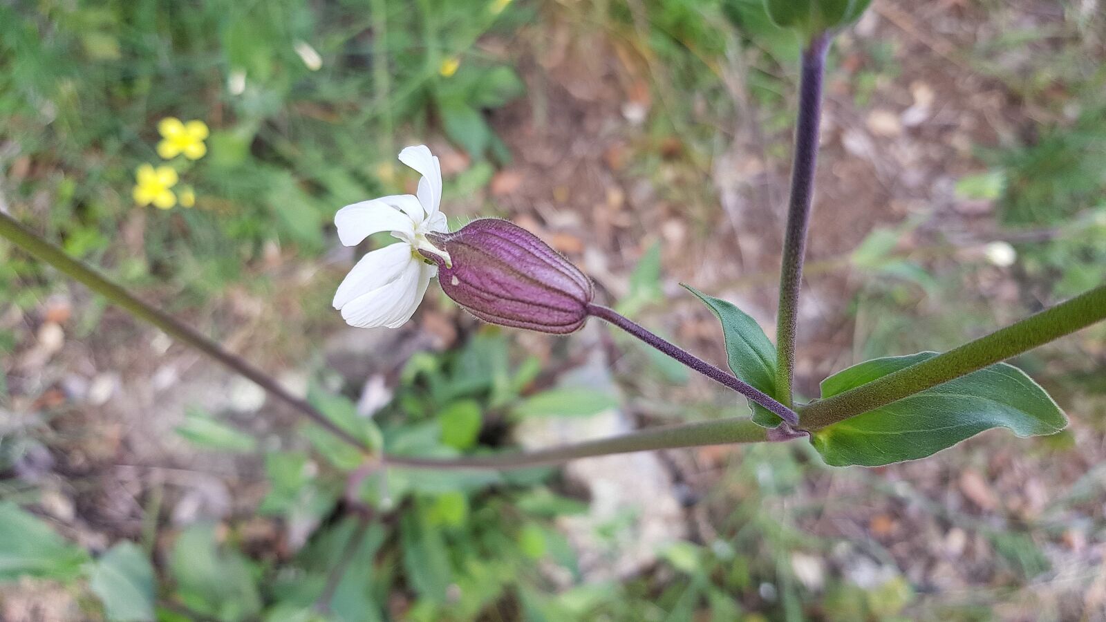Samsung Galaxy S8 sample photo. Nature, flower, plant photography