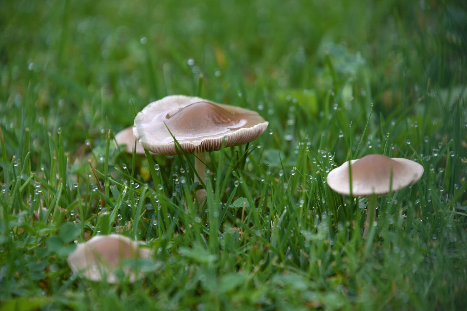 Nikon D7200 sample photo. Nature, mushrooms, mushroom photography