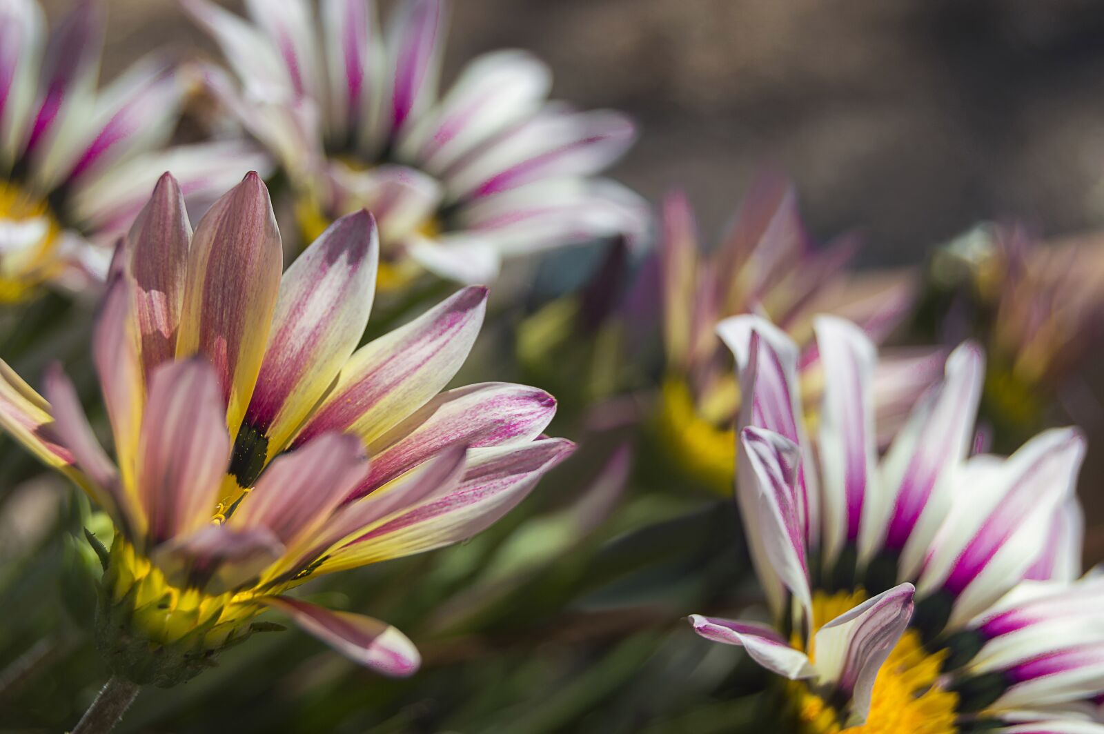 Nikon D3200 sample photo. Flower, white flower, small photography