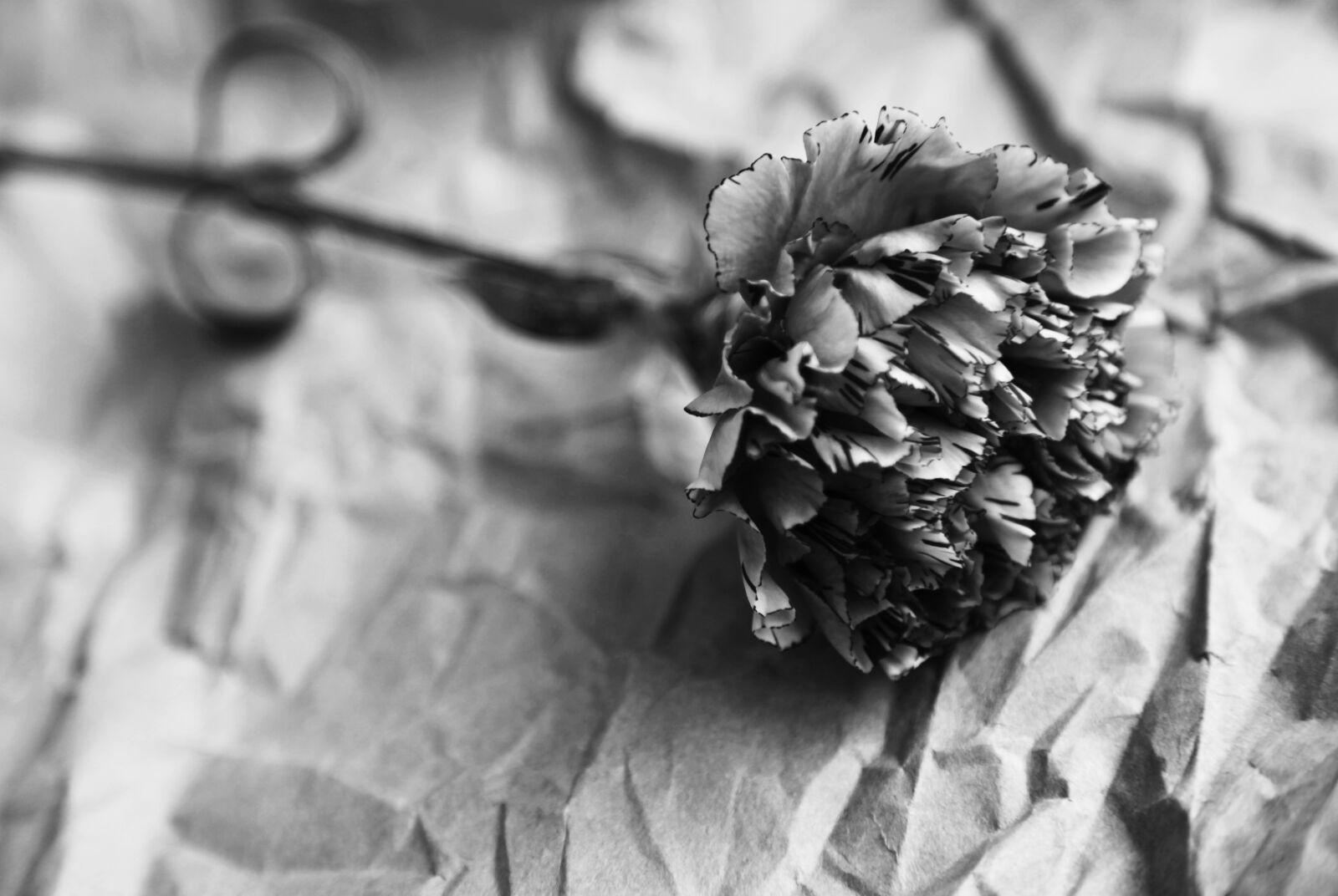 Canon EOS 5D Mark II sample photo. Black and white, carnation photography