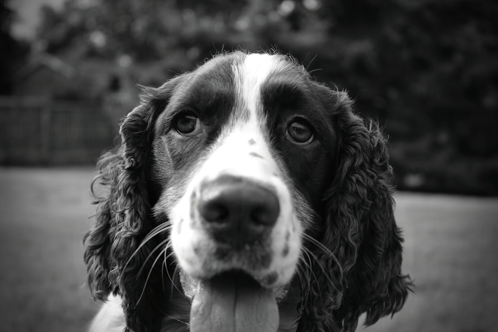 Canon EOS 750D (EOS Rebel T6i / EOS Kiss X8i) sample photo. Spaniel, english, dog photography