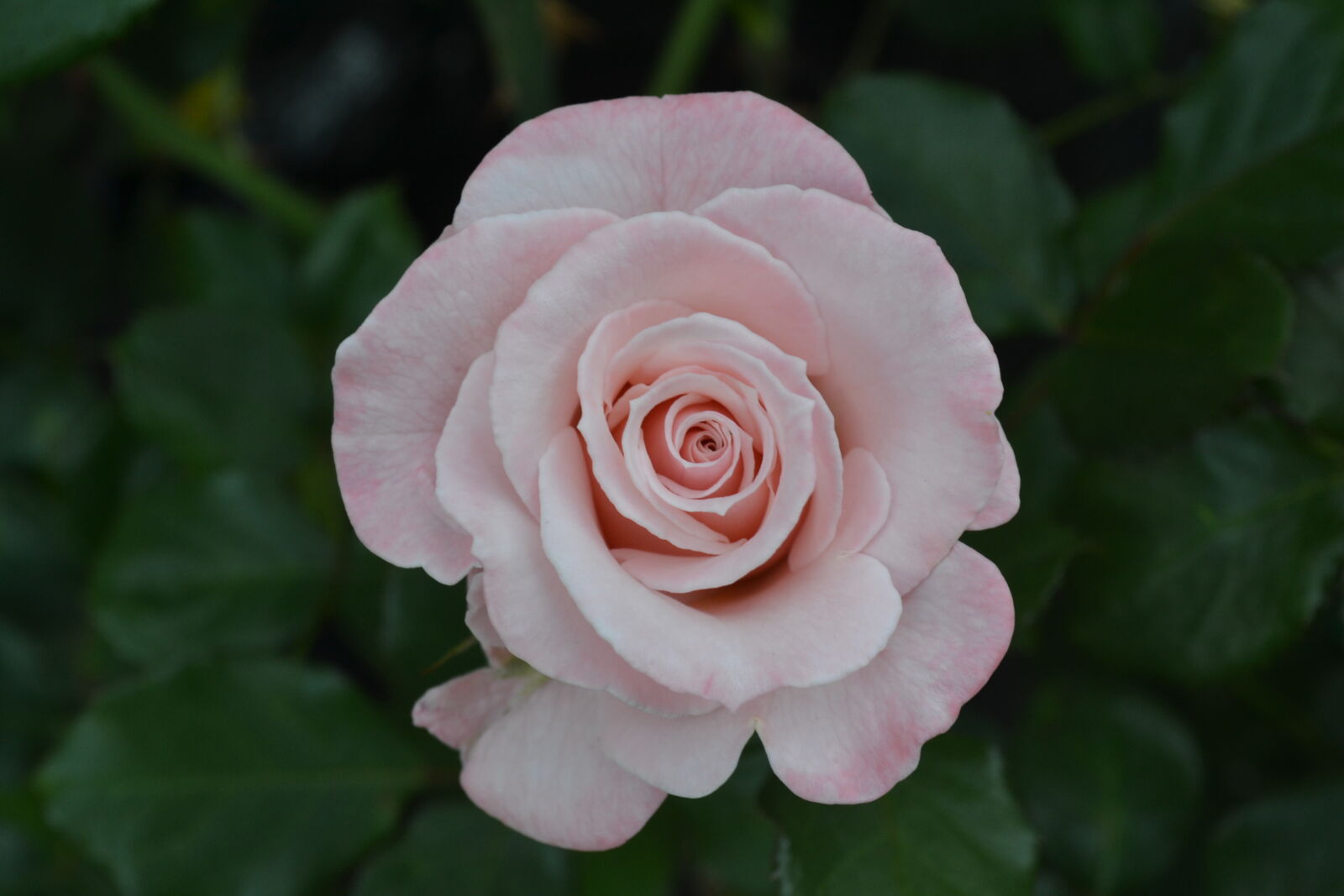 Nikon D3100 sample photo. Flower, rose photography