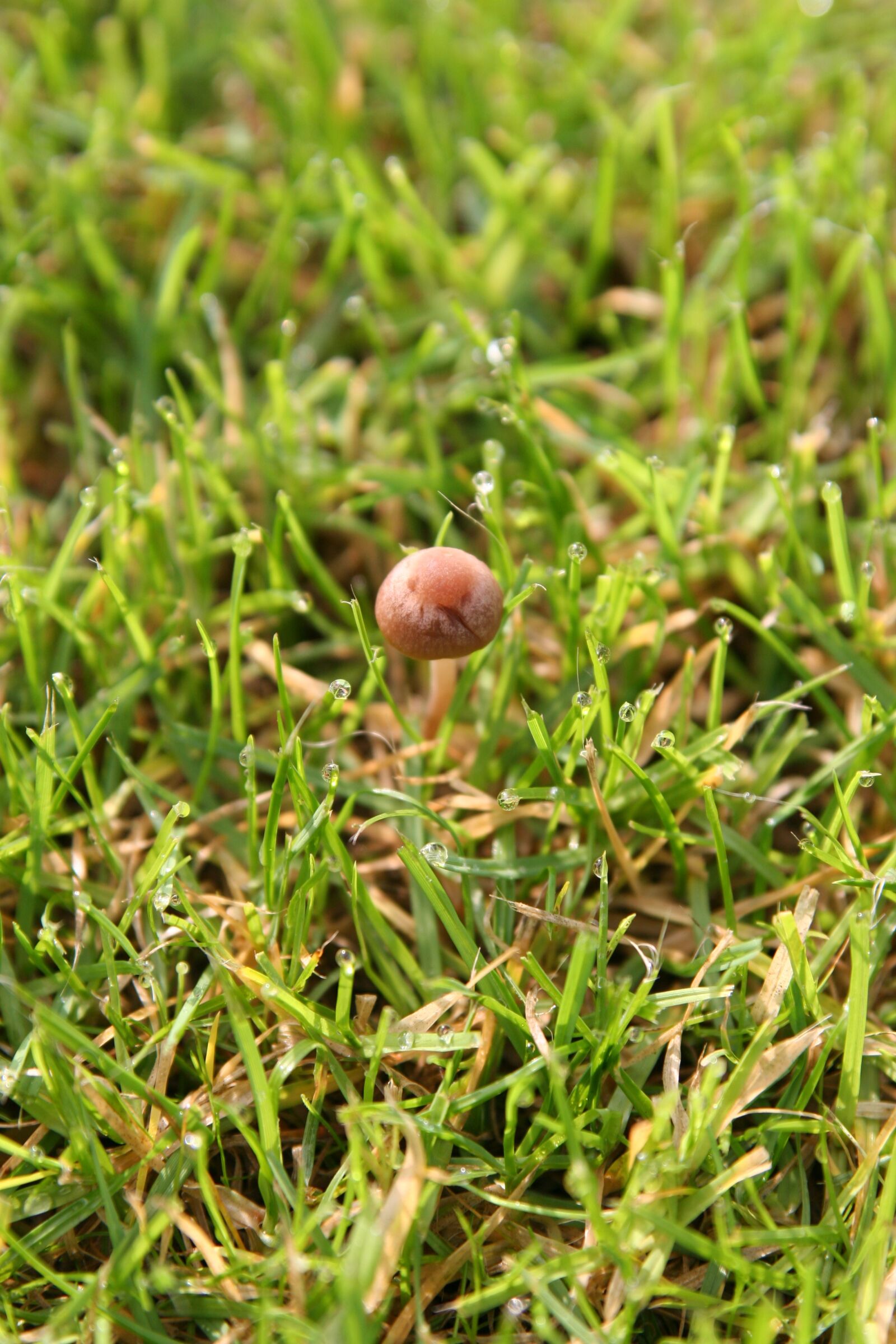 Canon EOS 20D sample photo. Morning, mushroom, grass photography