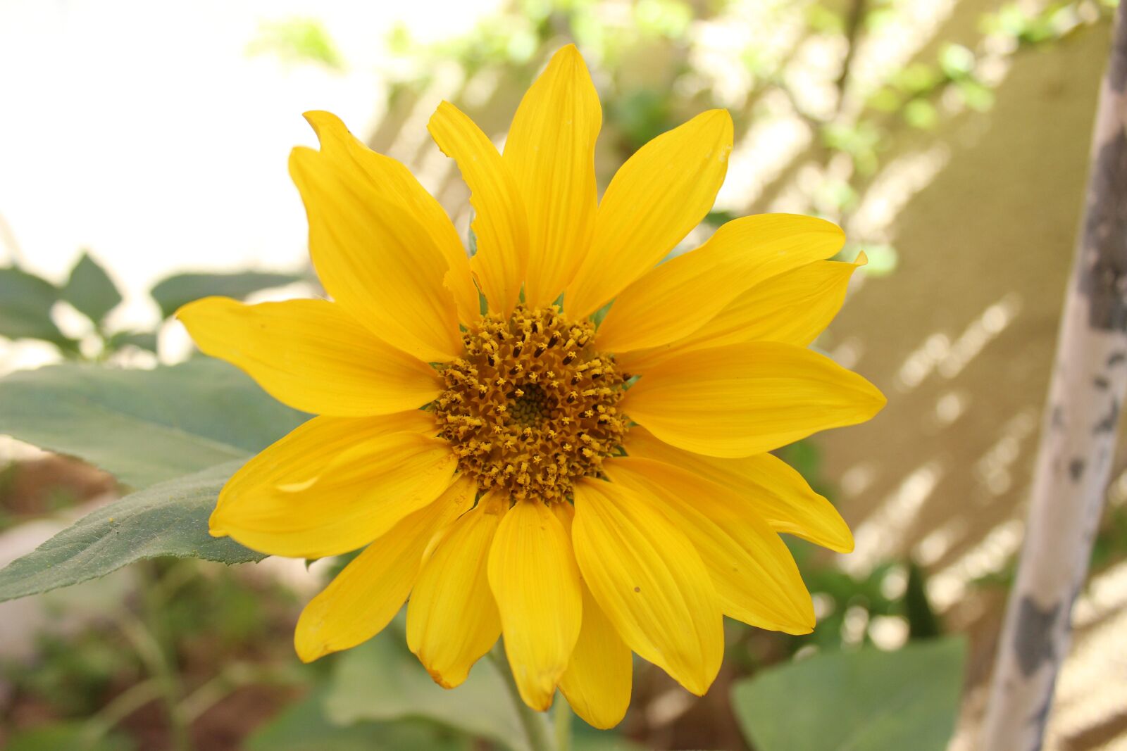 Canon EOS 600D (Rebel EOS T3i / EOS Kiss X5) sample photo. Sunflower, nature, garden photography