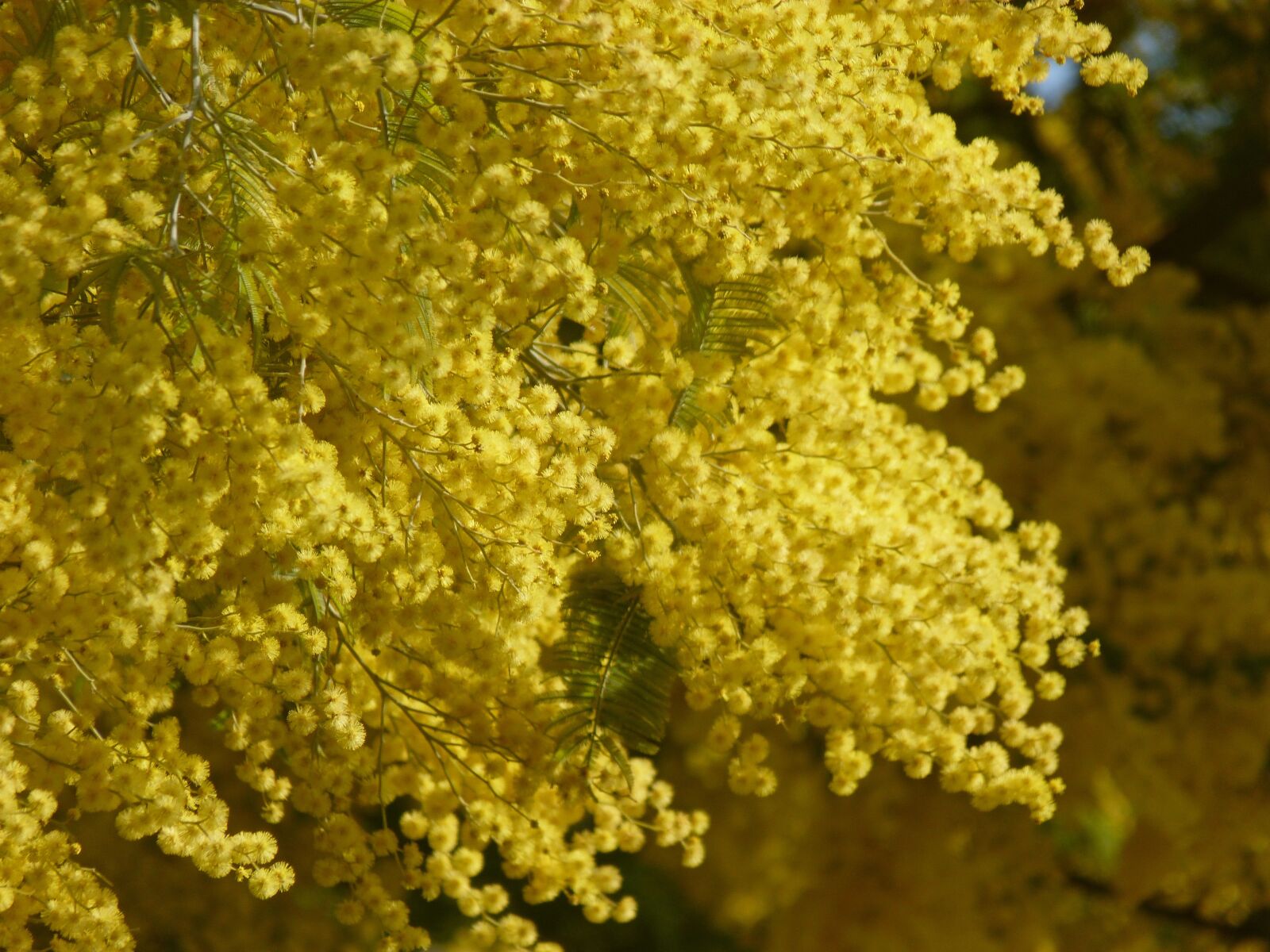 Panasonic Lumix DMC-FZ40 (Lumix DMC-FZ45) sample photo. Mimosa, flower, yellow photography