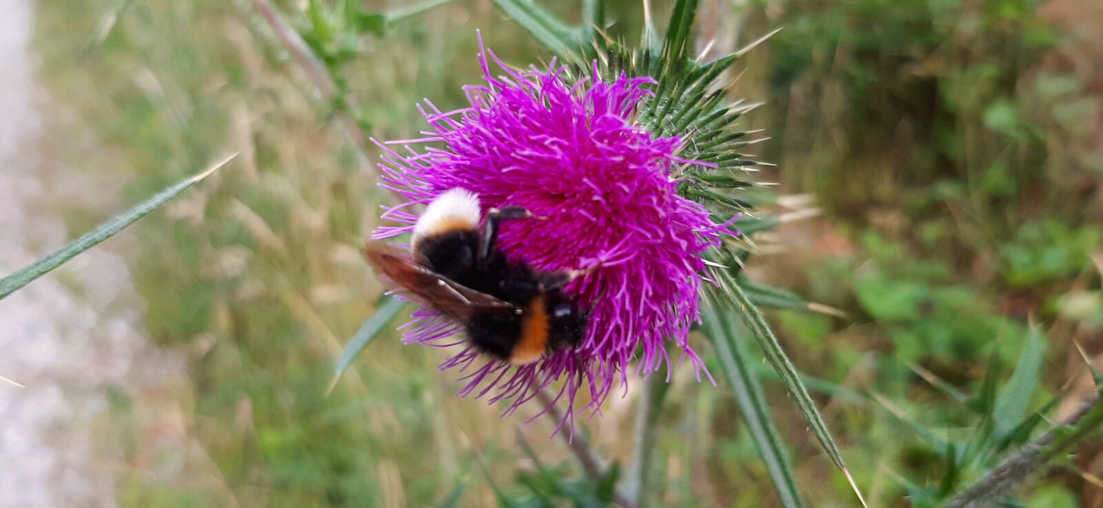 Samsung Galaxy A50 sample photo. Summer, bee, thistle photography