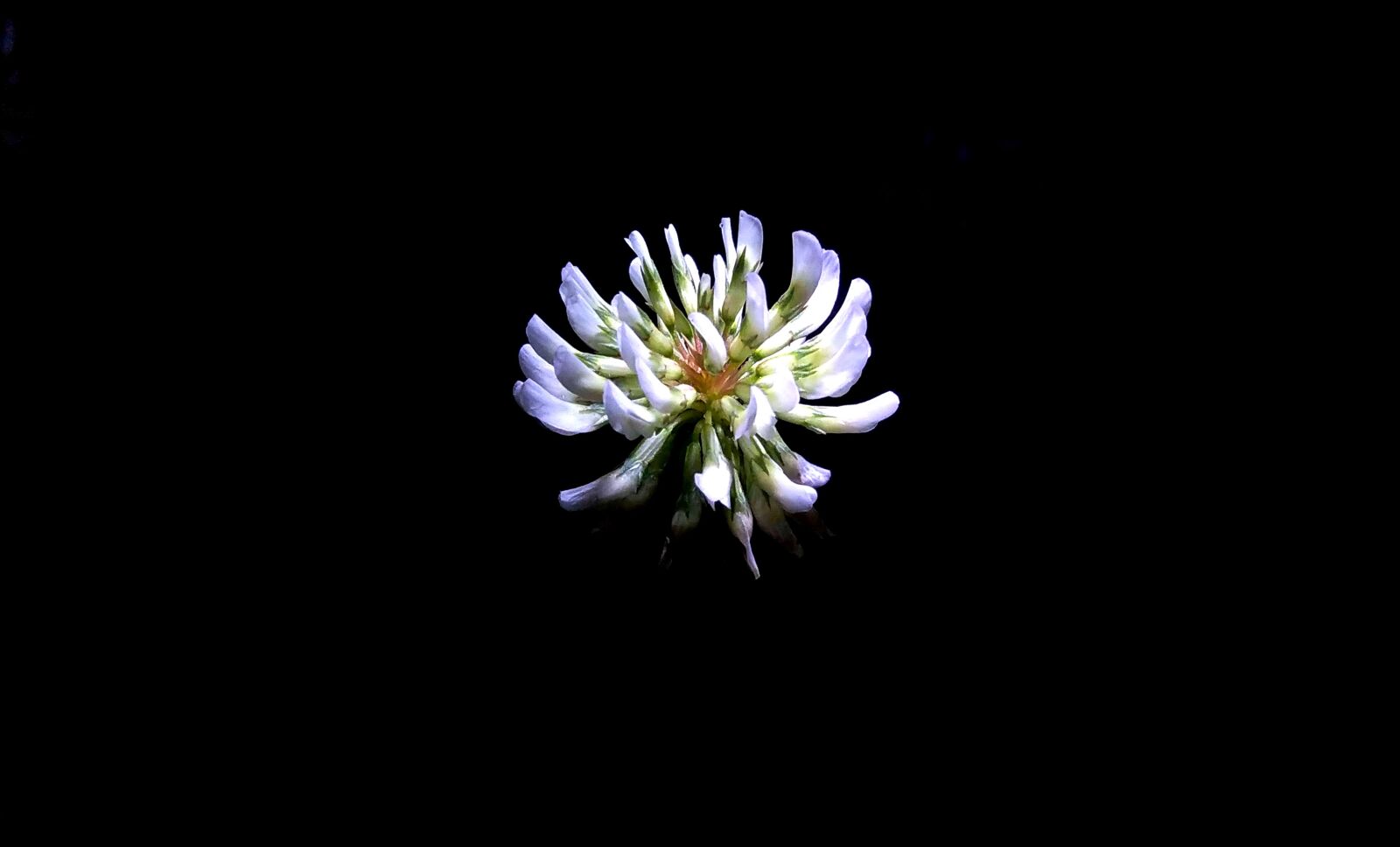 HTC DESIRE 620 sample photo. Flower, night photography