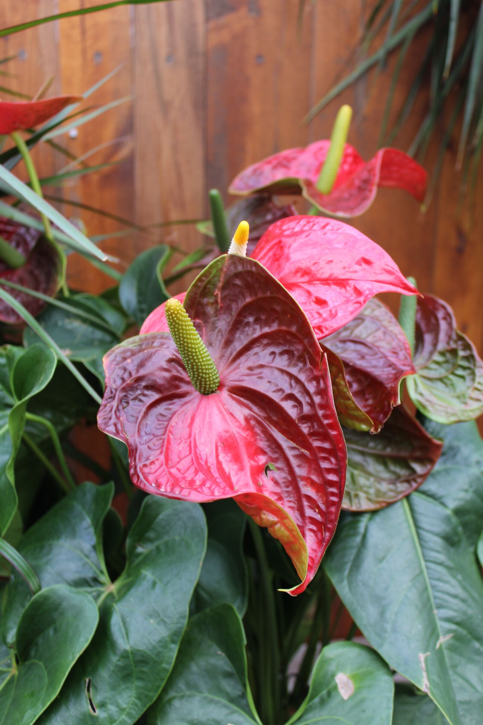 Canon EOS 1200D (EOS Rebel T5 / EOS Kiss X70 / EOS Hi) sample photo. Anthurium, houseplant, red photography