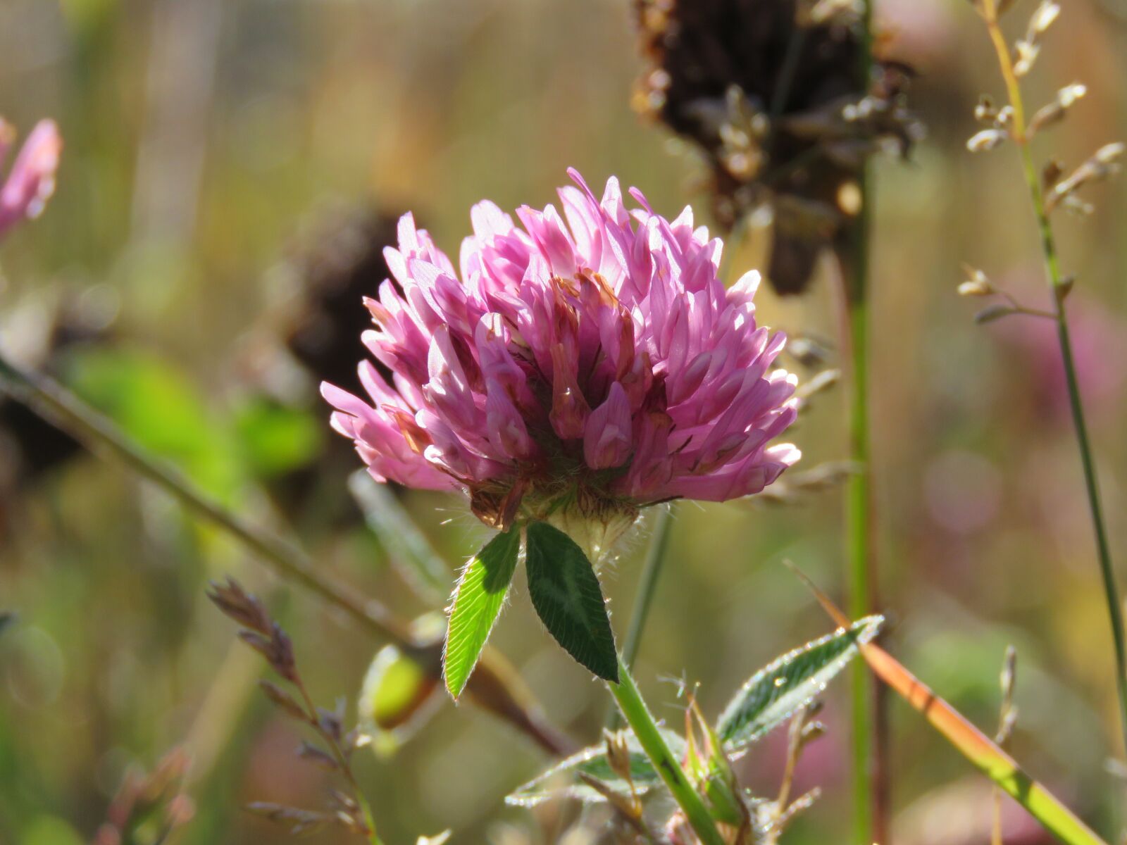 Canon PowerShot SX60 HS sample photo. Red clover, trifolium pratense photography