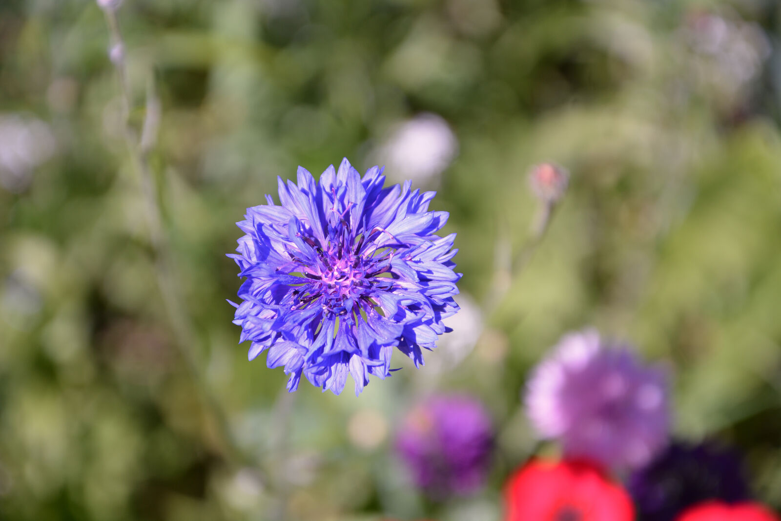 Nikon D5200 sample photo. Bleuet, botanique, fleur, fleur photography