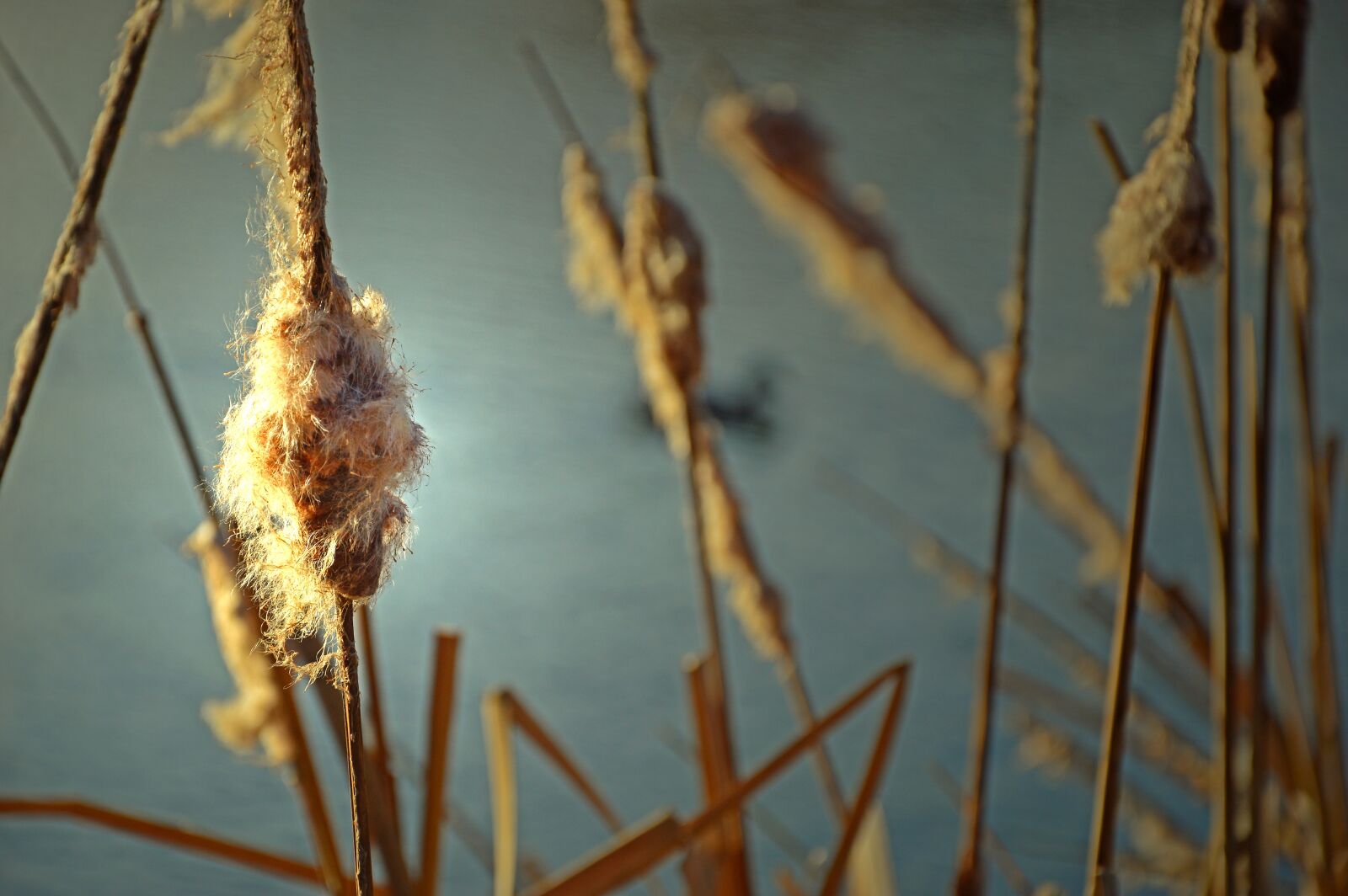 Nikon D3200 sample photo. Tube, cattail, reed photography