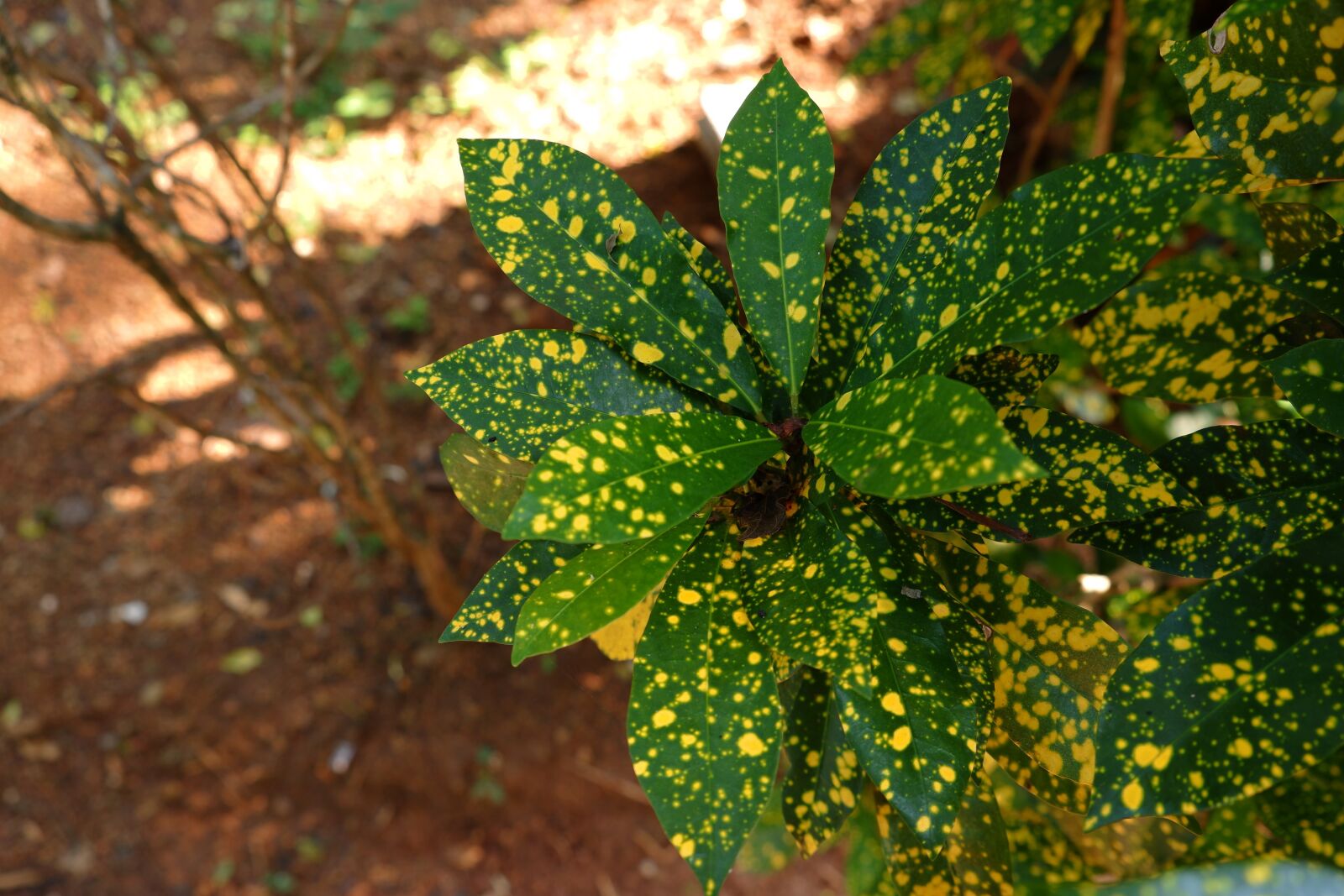 Fujifilm X-T100 sample photo. Croton, tropical, leaf photography