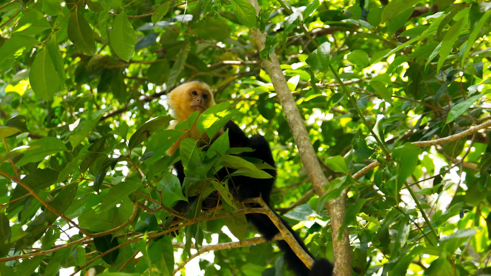 Panasonic Lumix DMC-LX100 sample photo. Capuchin monkey, costa rica photography