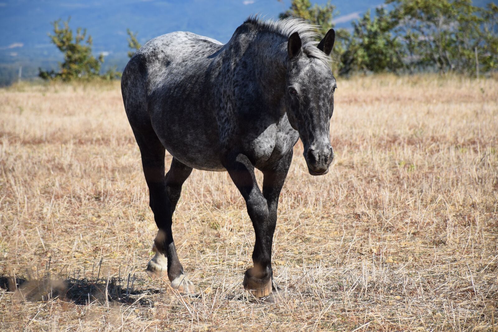 Nikon D5300 sample photo. Animal, horse, nature photography